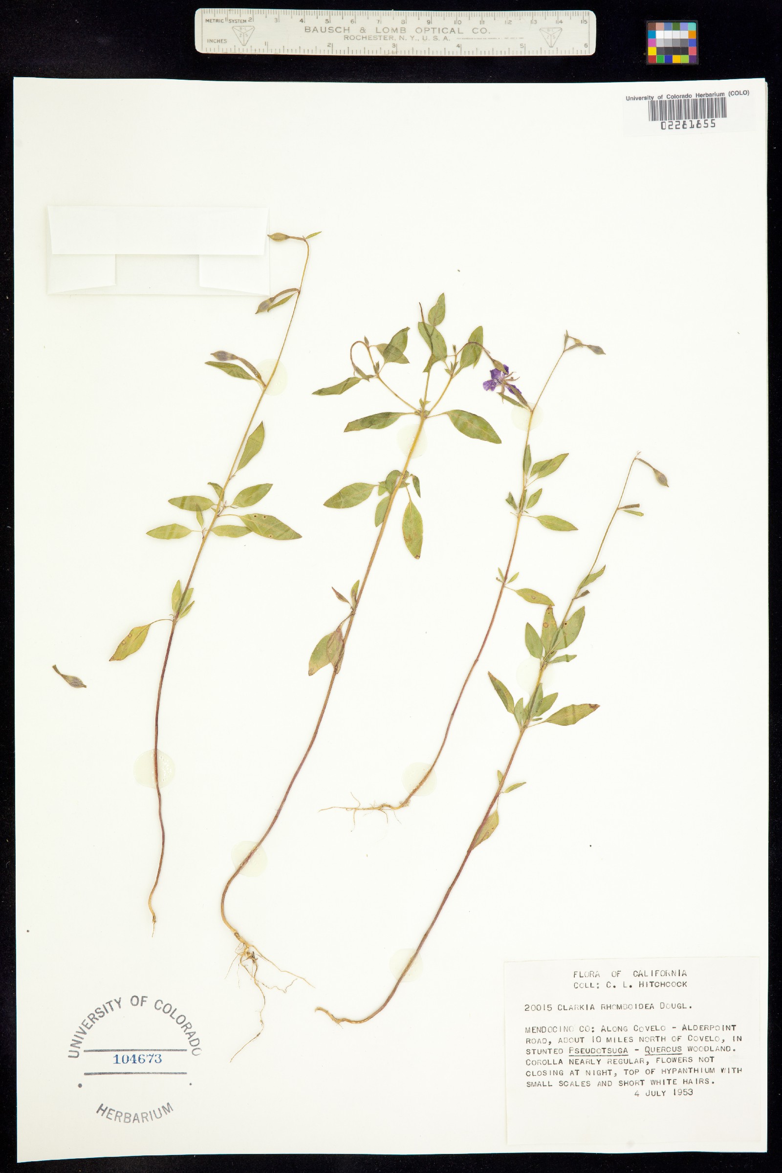 Clarkia rhomboidea image