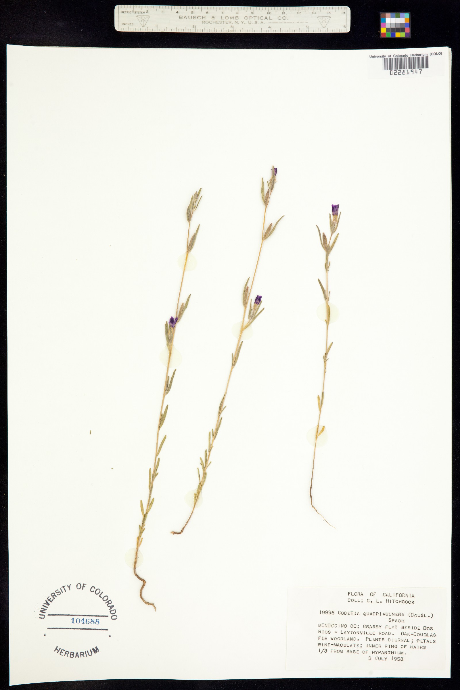 Clarkia purpurea image