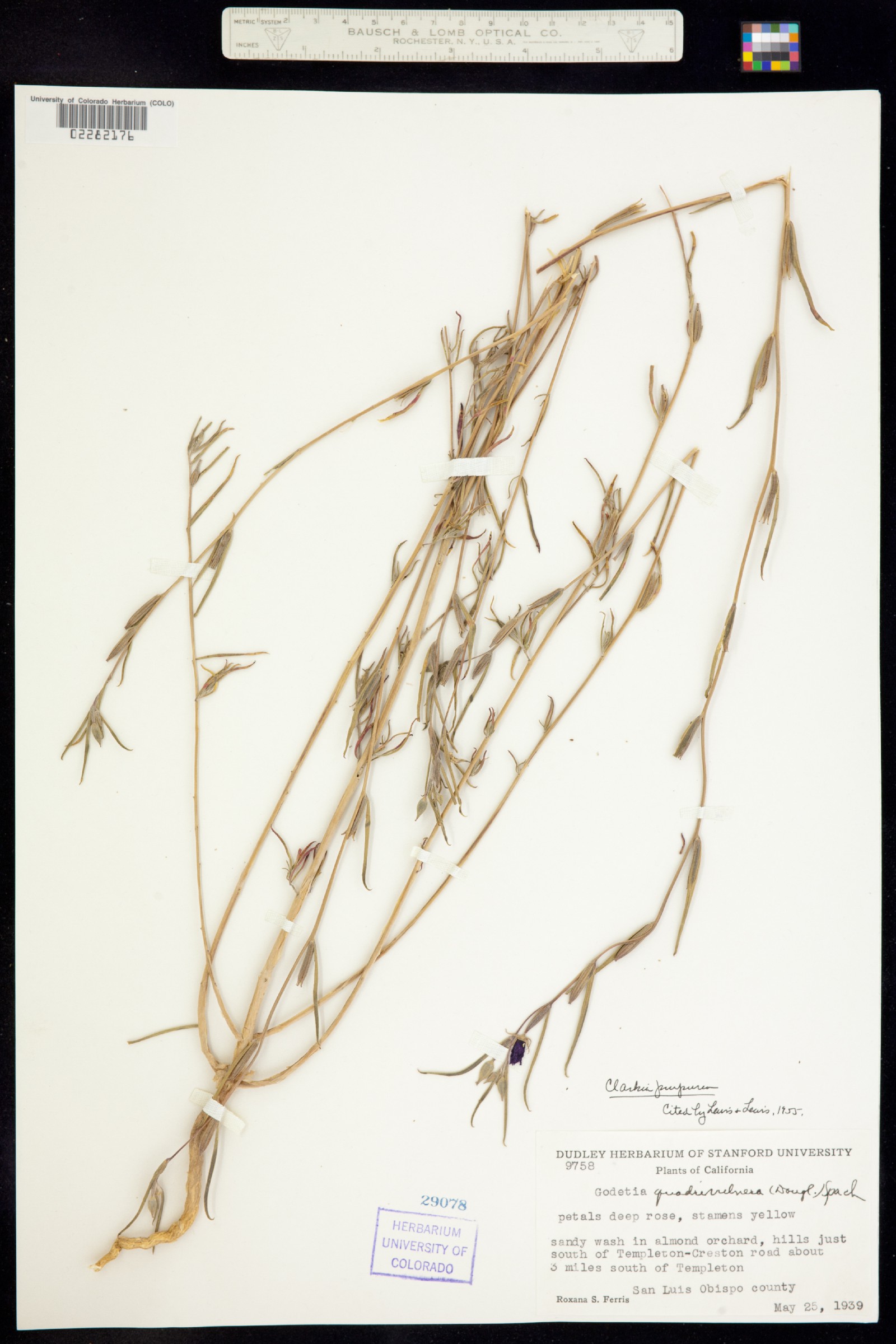 Clarkia image