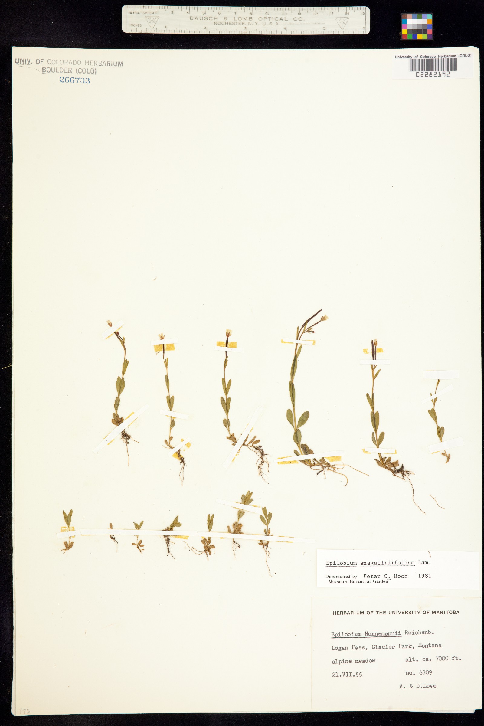 Epilobium anagallidifolium image