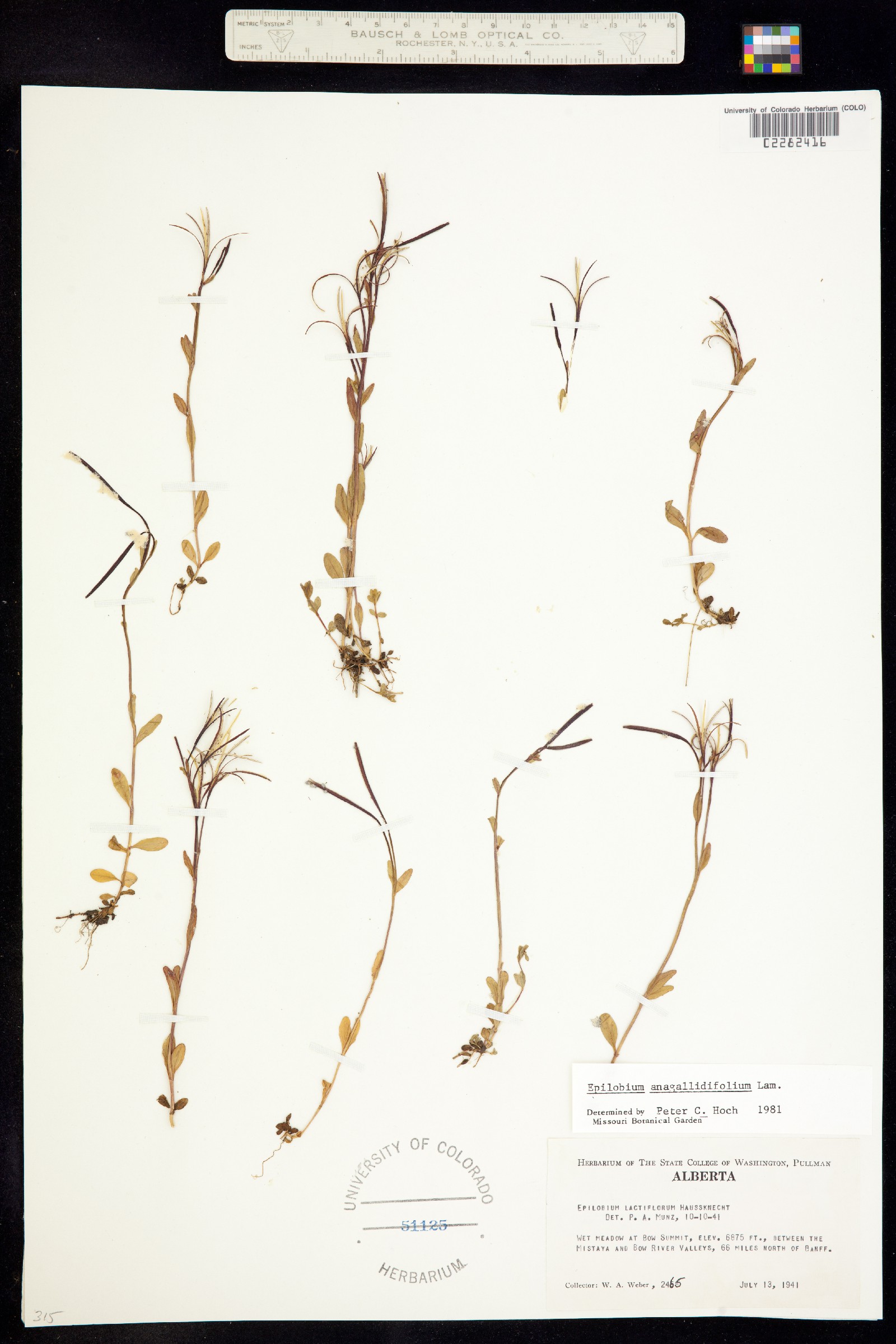 Epilobium anagallidifolium image