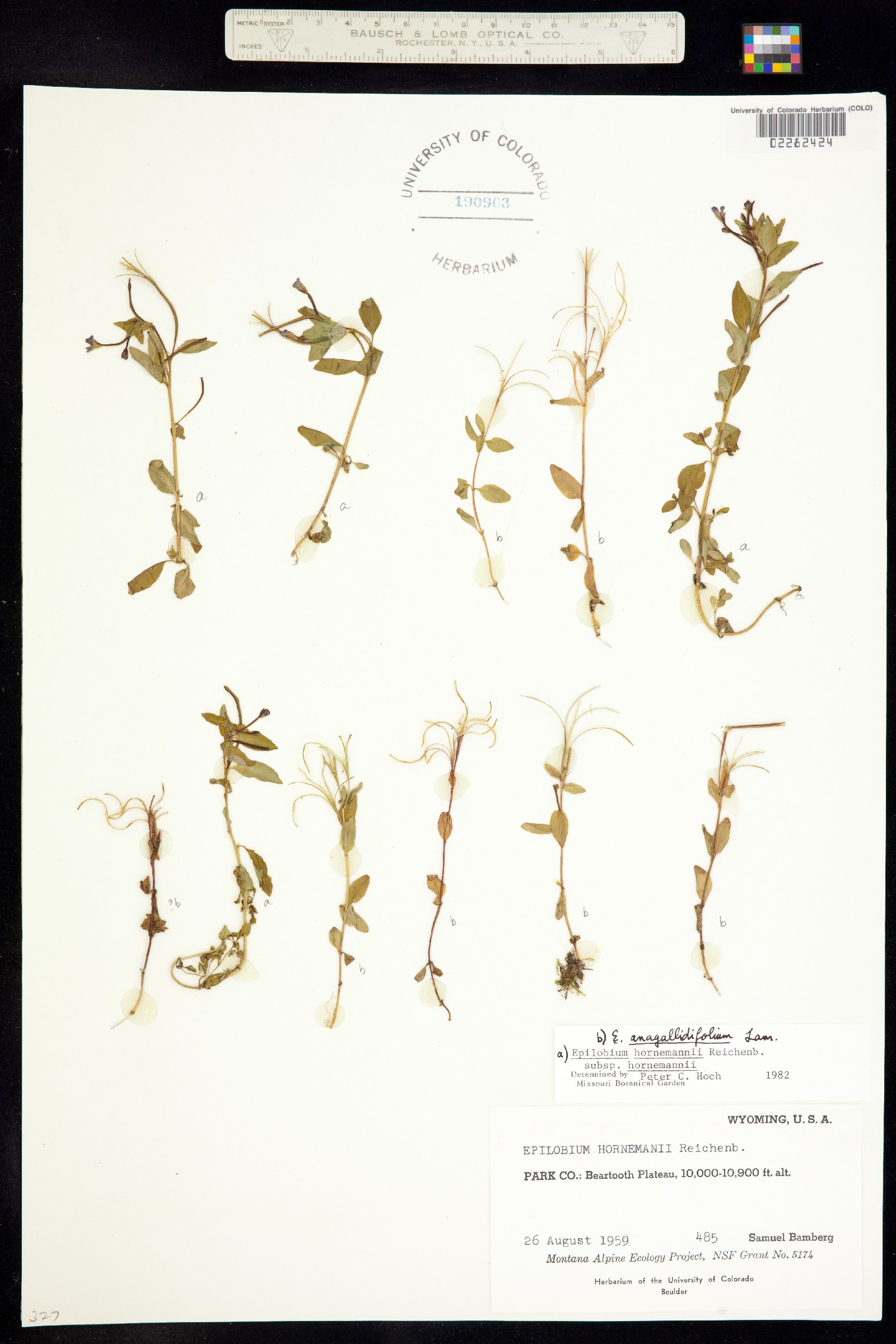 Epilobium anagallidifolium image