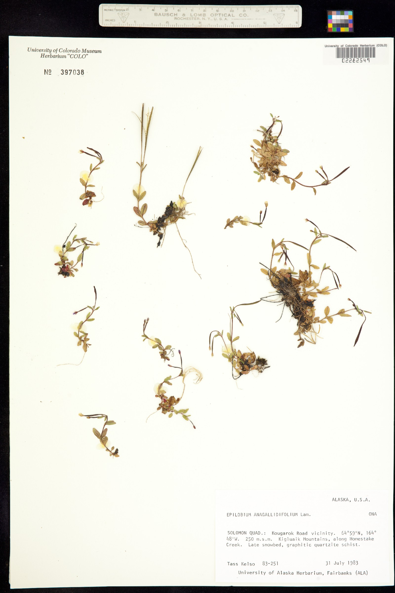 Epilobium anagallidifolium image