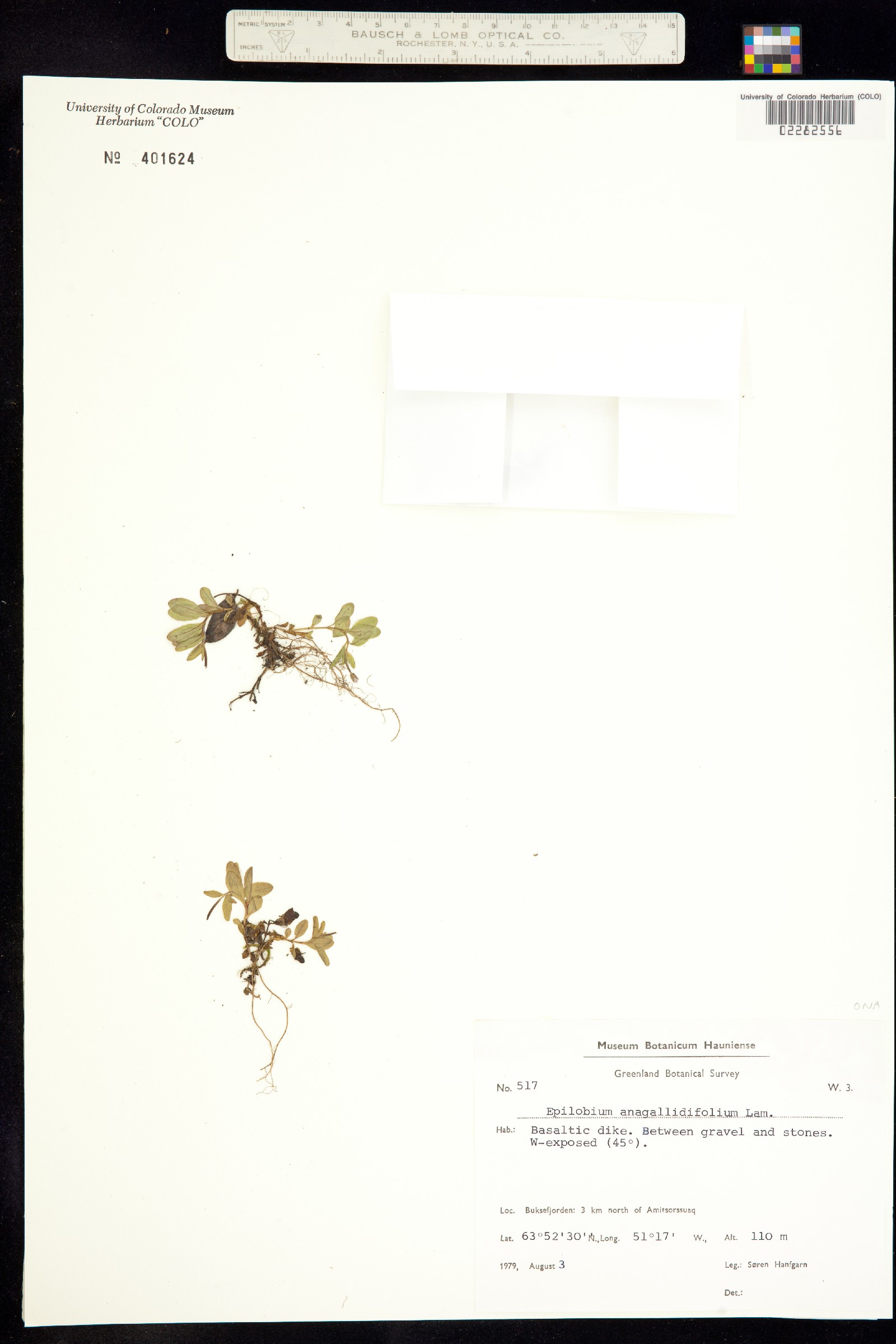 Epilobium anagallidifolium image