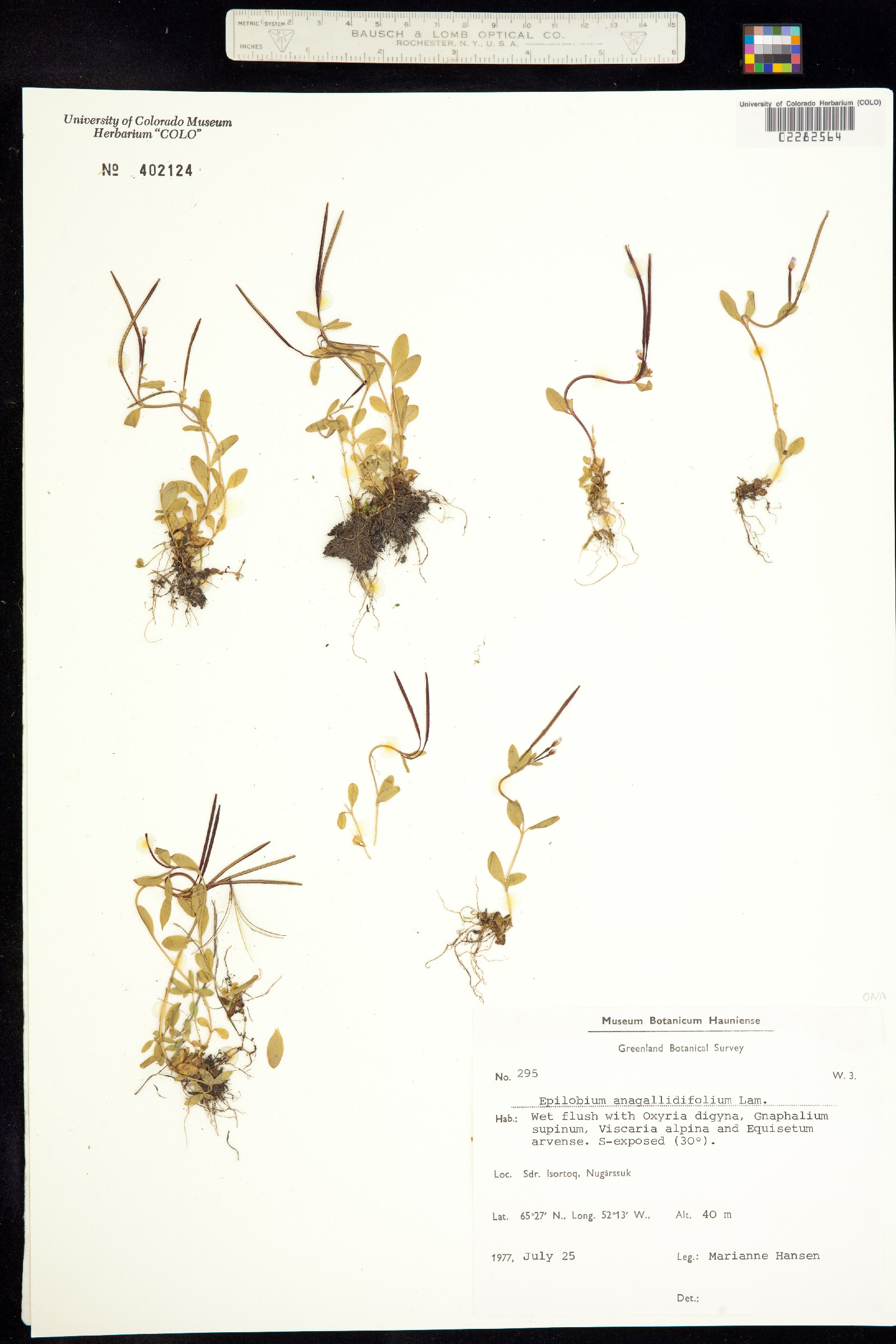 Epilobium anagallidifolium image