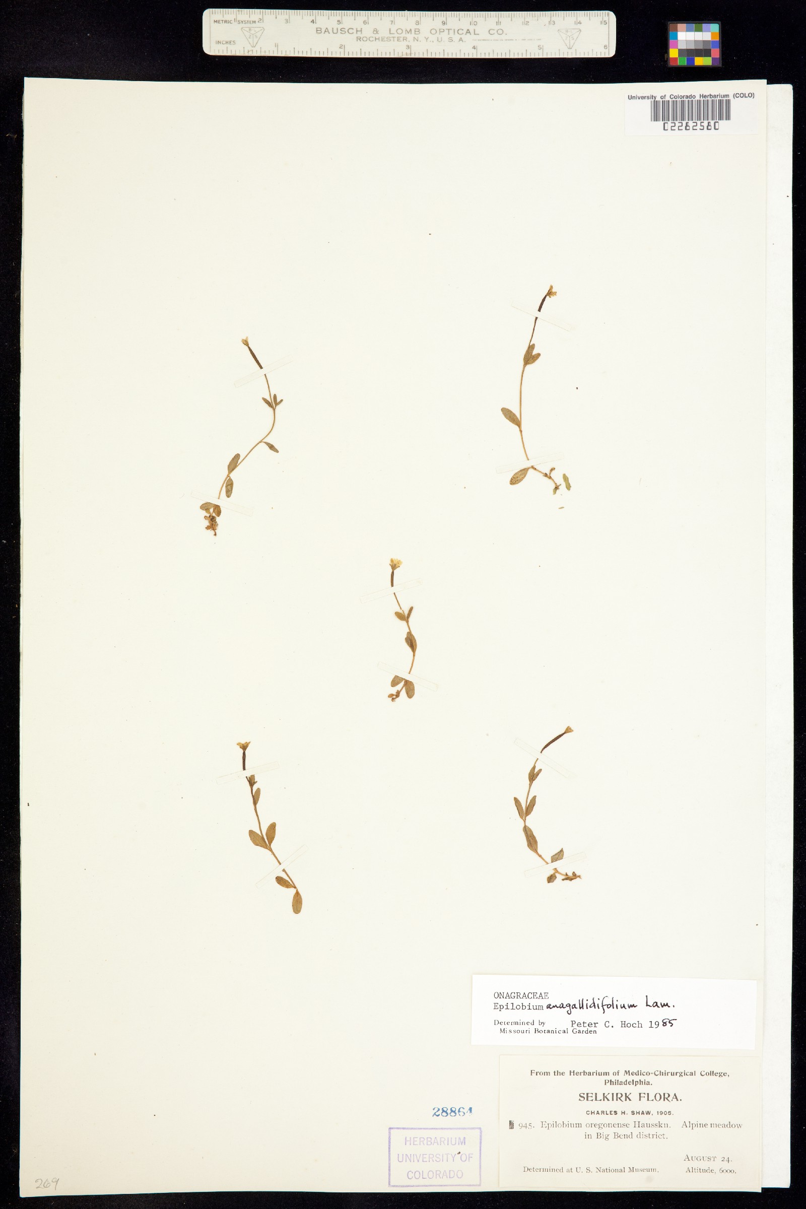 Epilobium anagallidifolium image