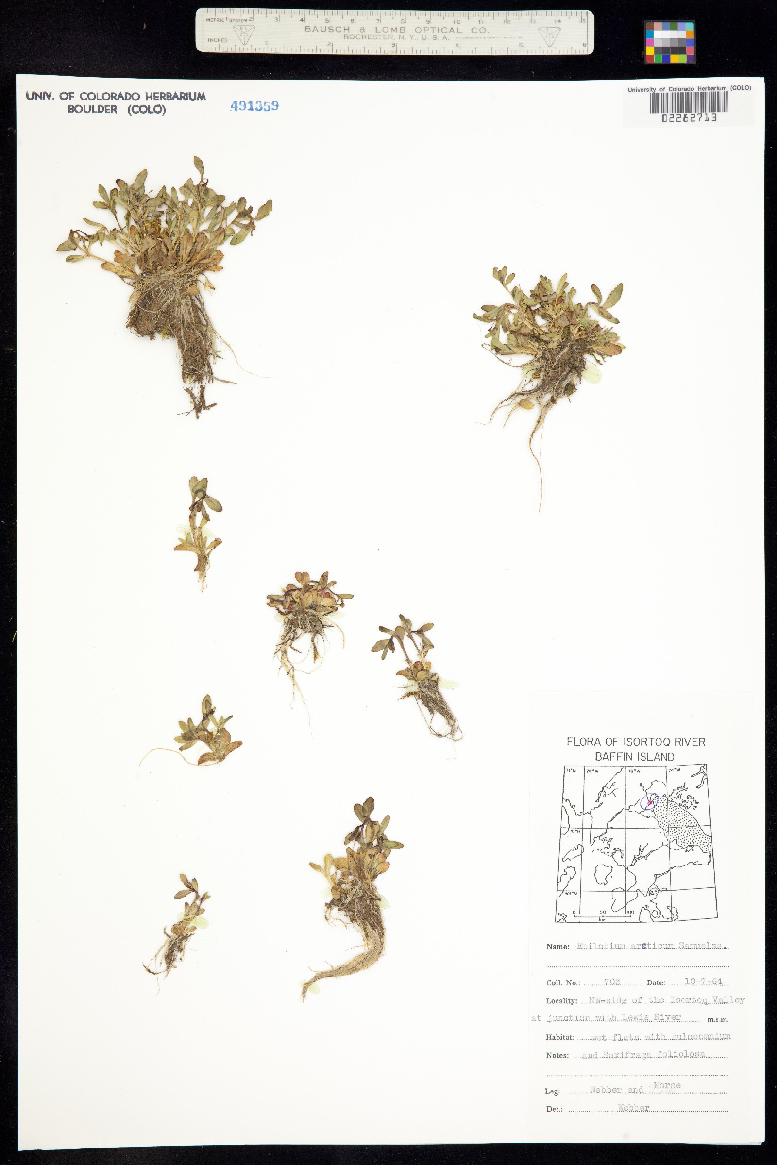 Epilobium arcticum image