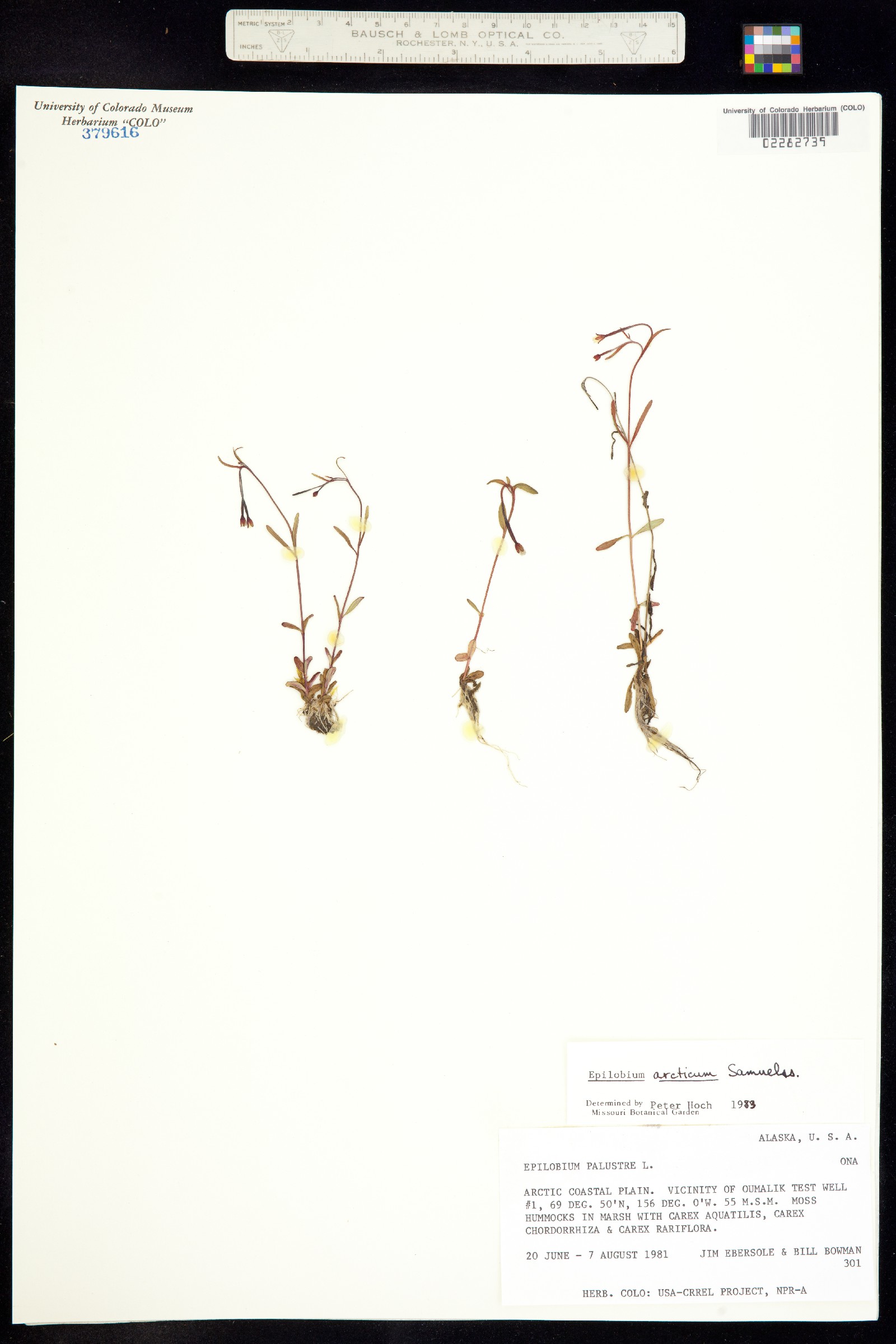 Epilobium arcticum image