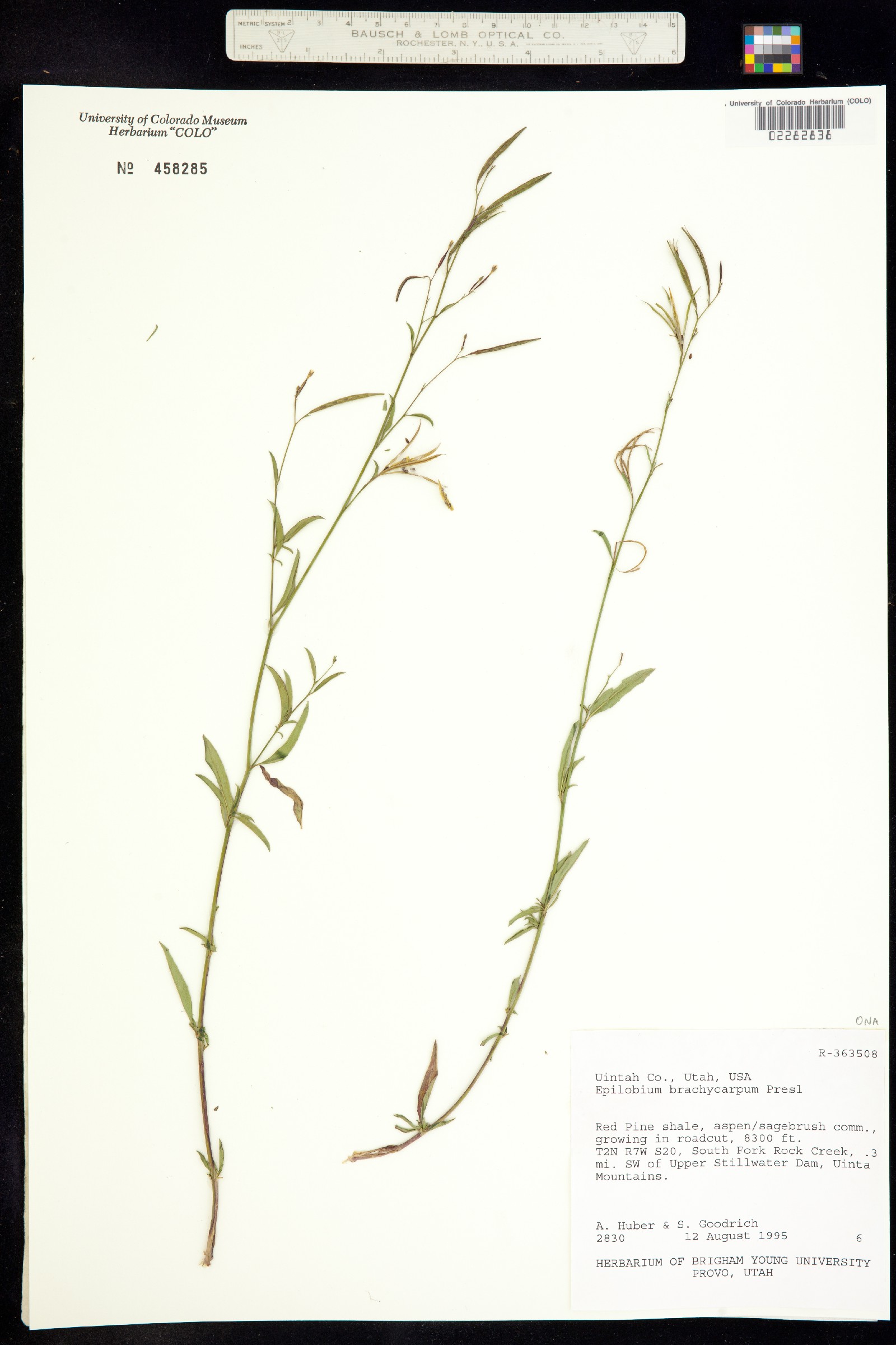 Epilobium brachycarpum image