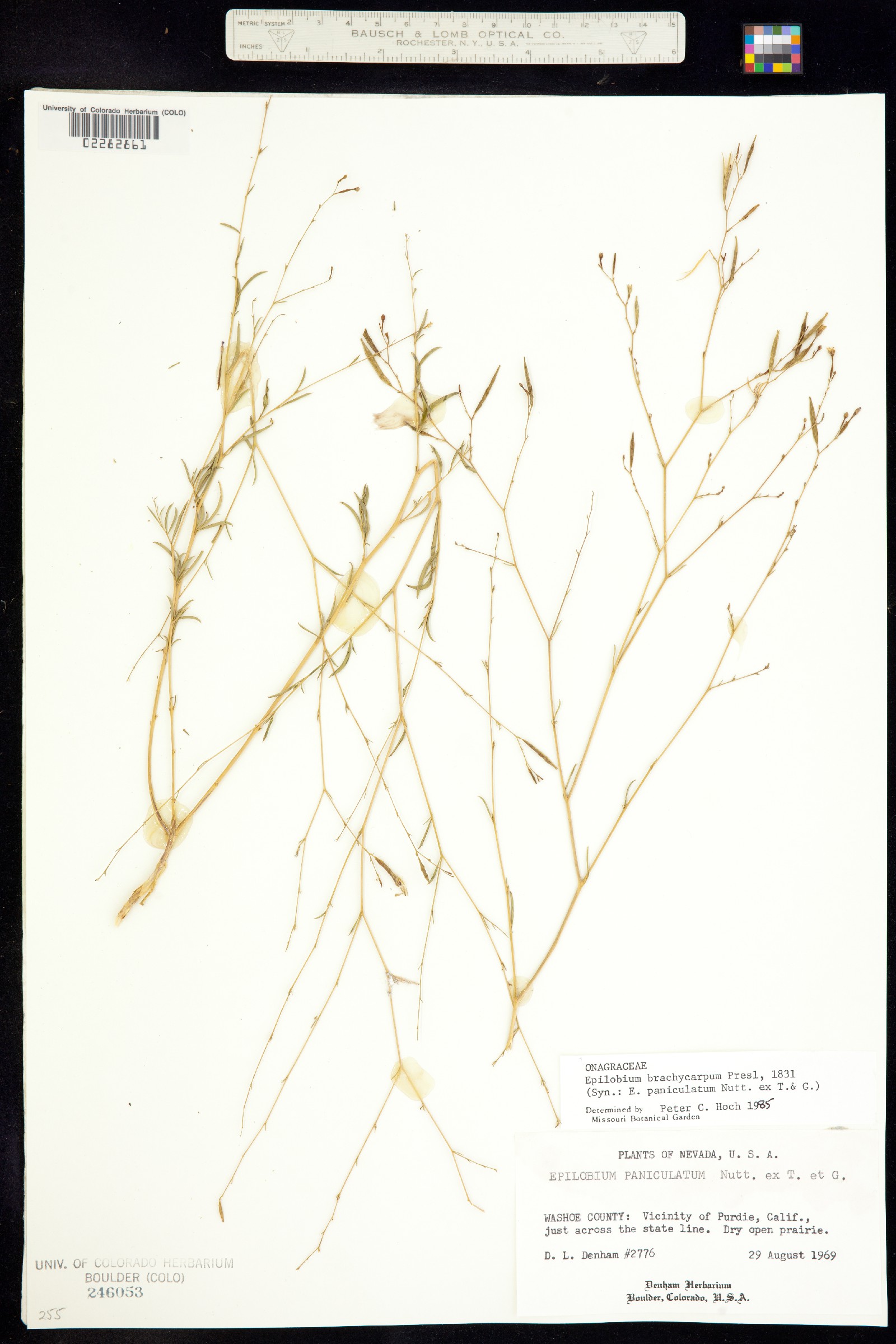 Epilobium brachycarpum image