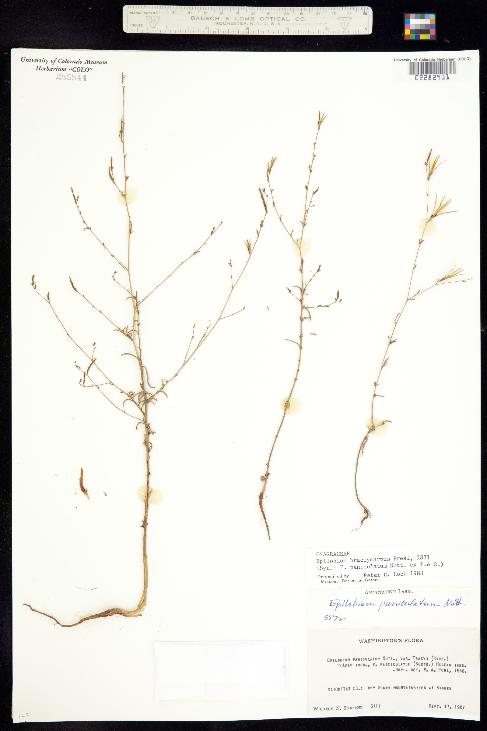 Epilobium brachycarpum image
