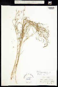 Epilobium brachycarpum image
