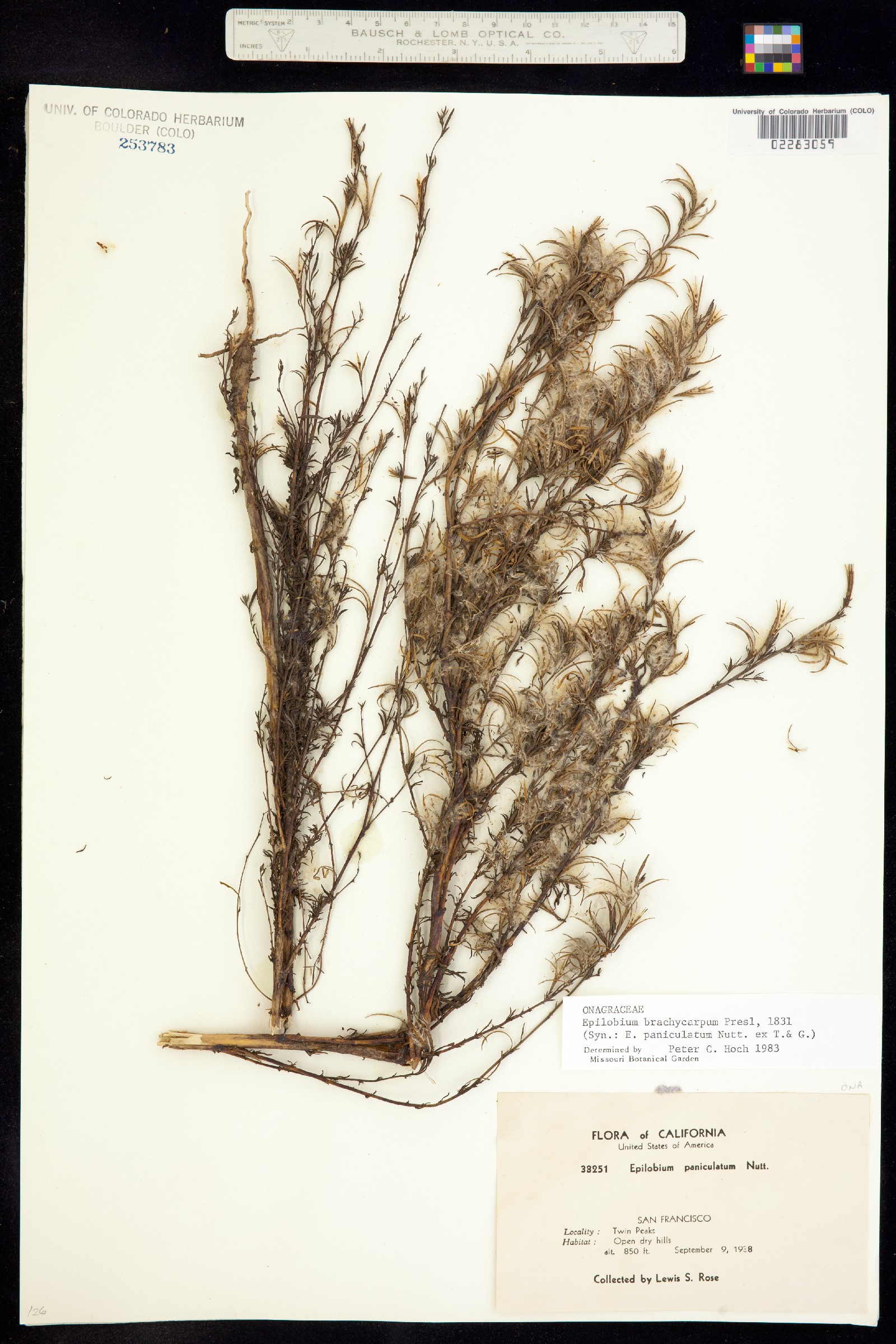 Epilobium brachycarpum image