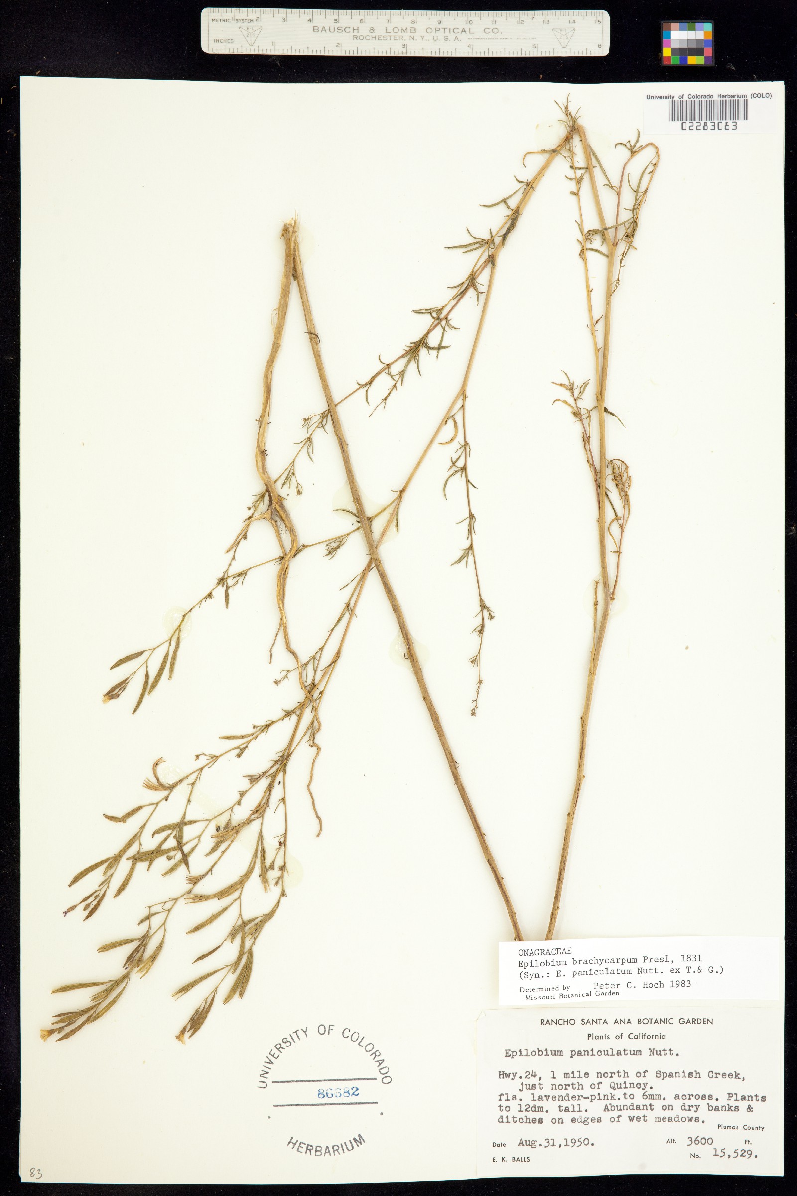Epilobium image