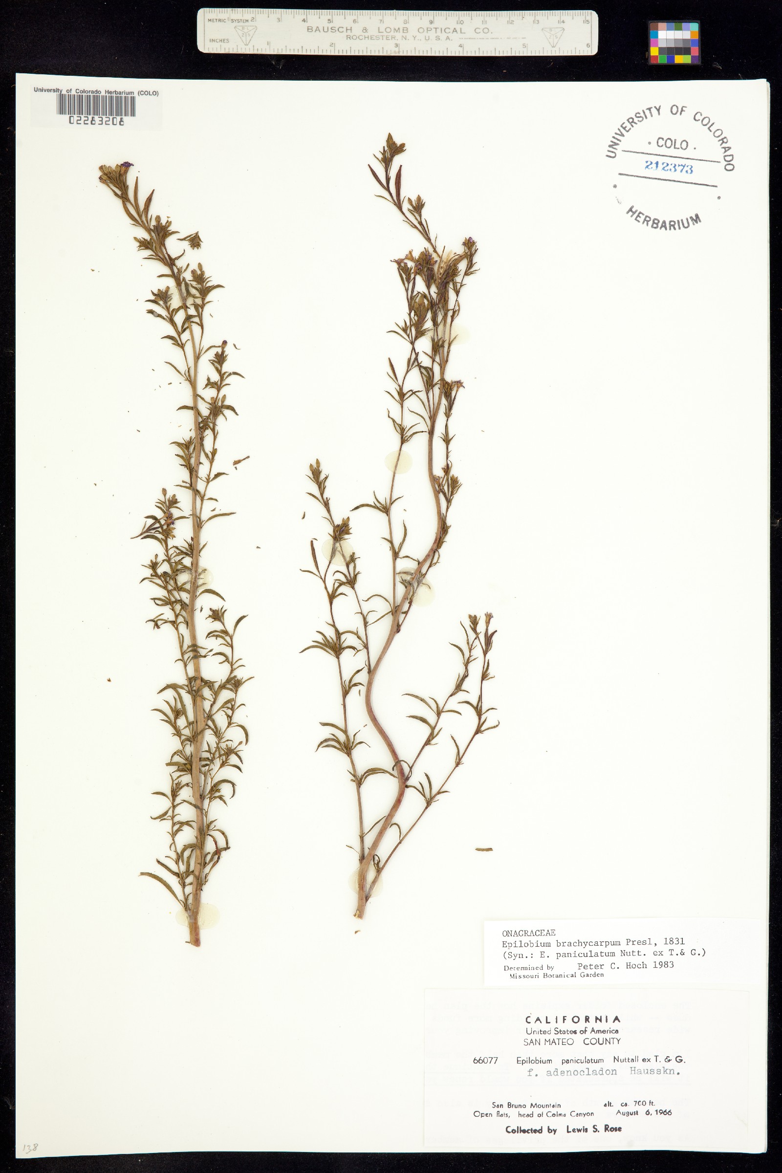 Epilobium brachycarpum image