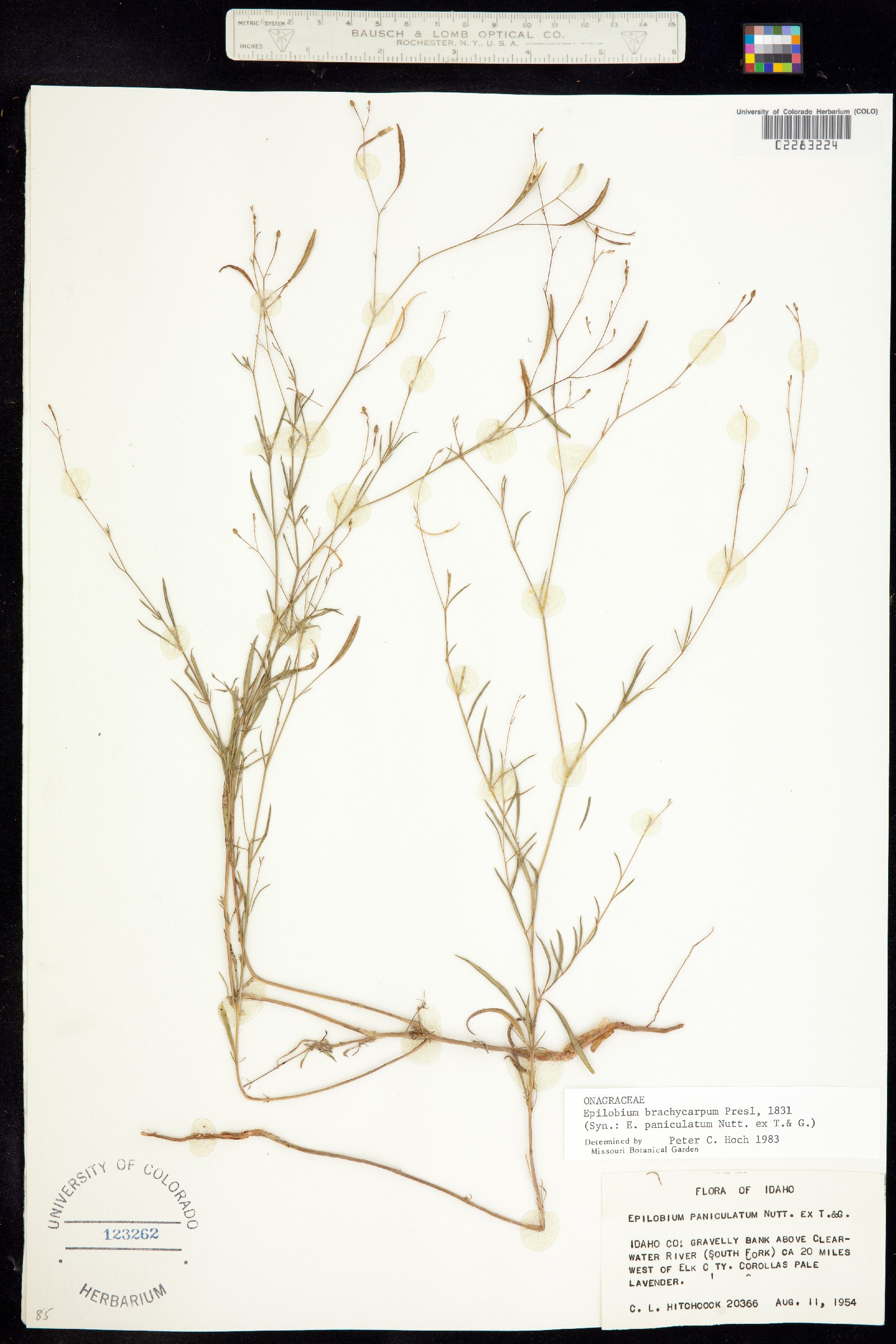 Epilobium brachycarpum image