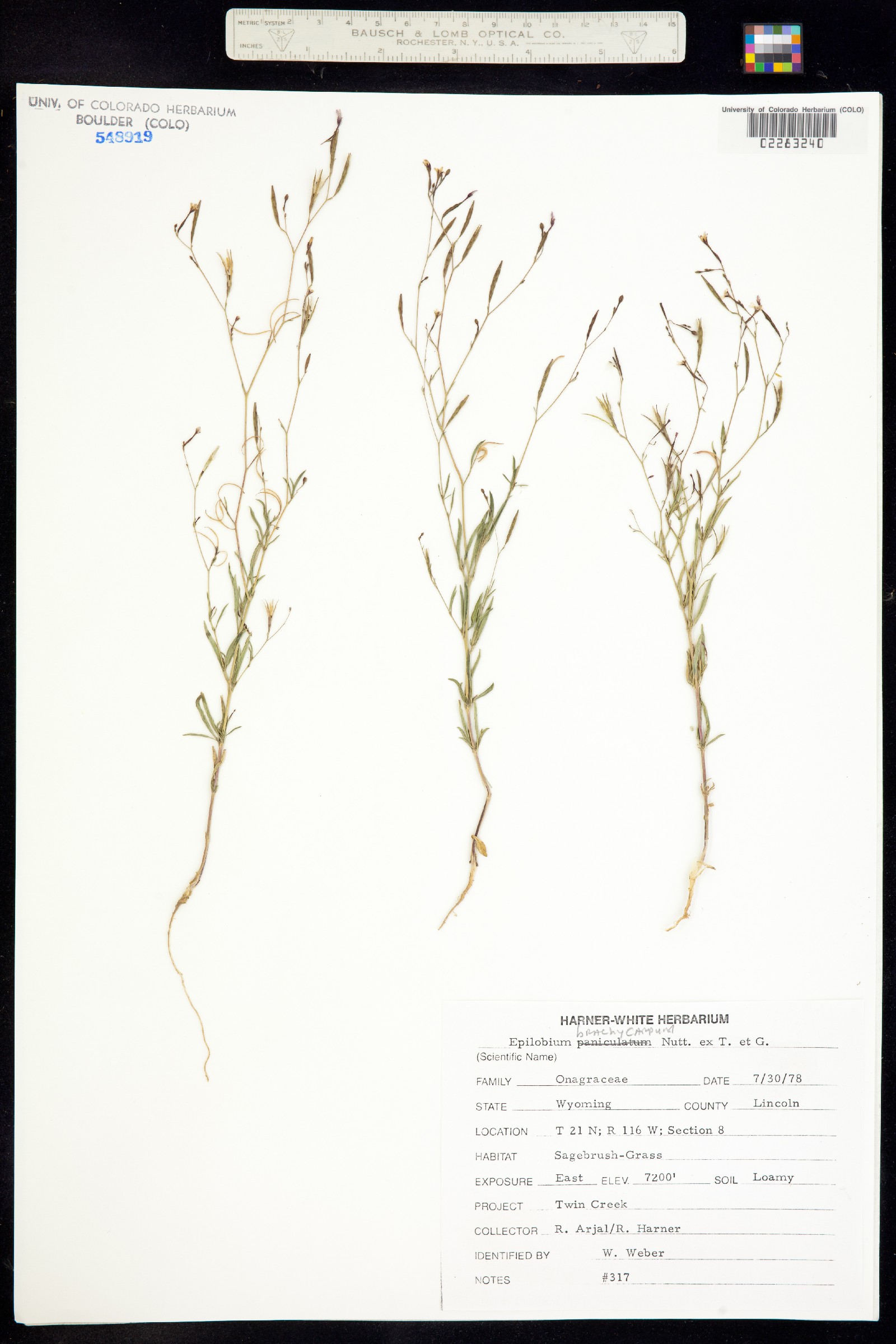 Epilobium brachycarpum image
