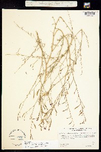 Epilobium brachycarpum image