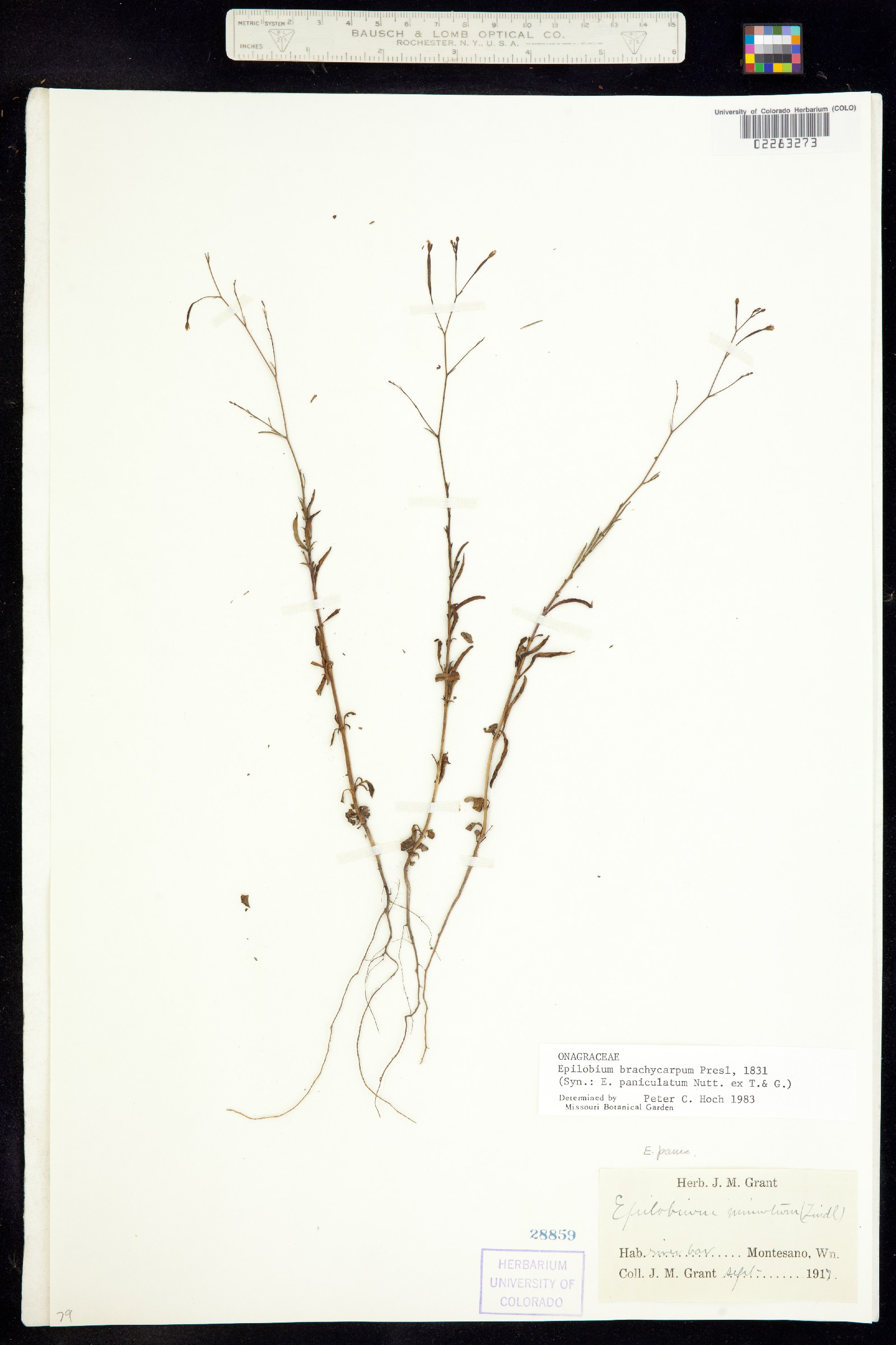 Epilobium brachycarpum image