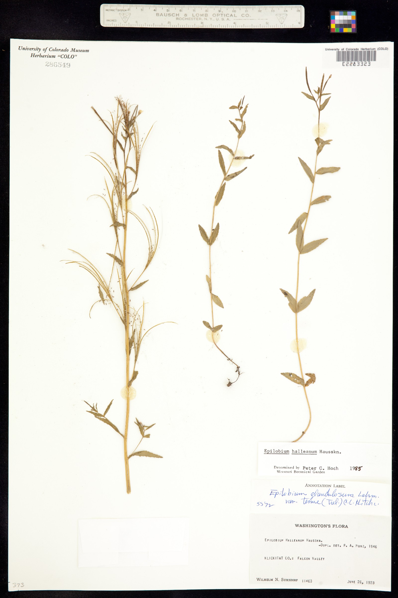 Epilobium halleanum image