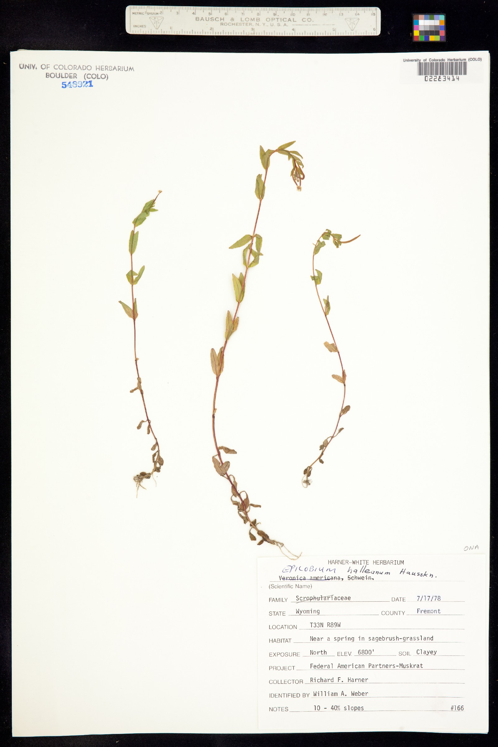 Epilobium halleanum image