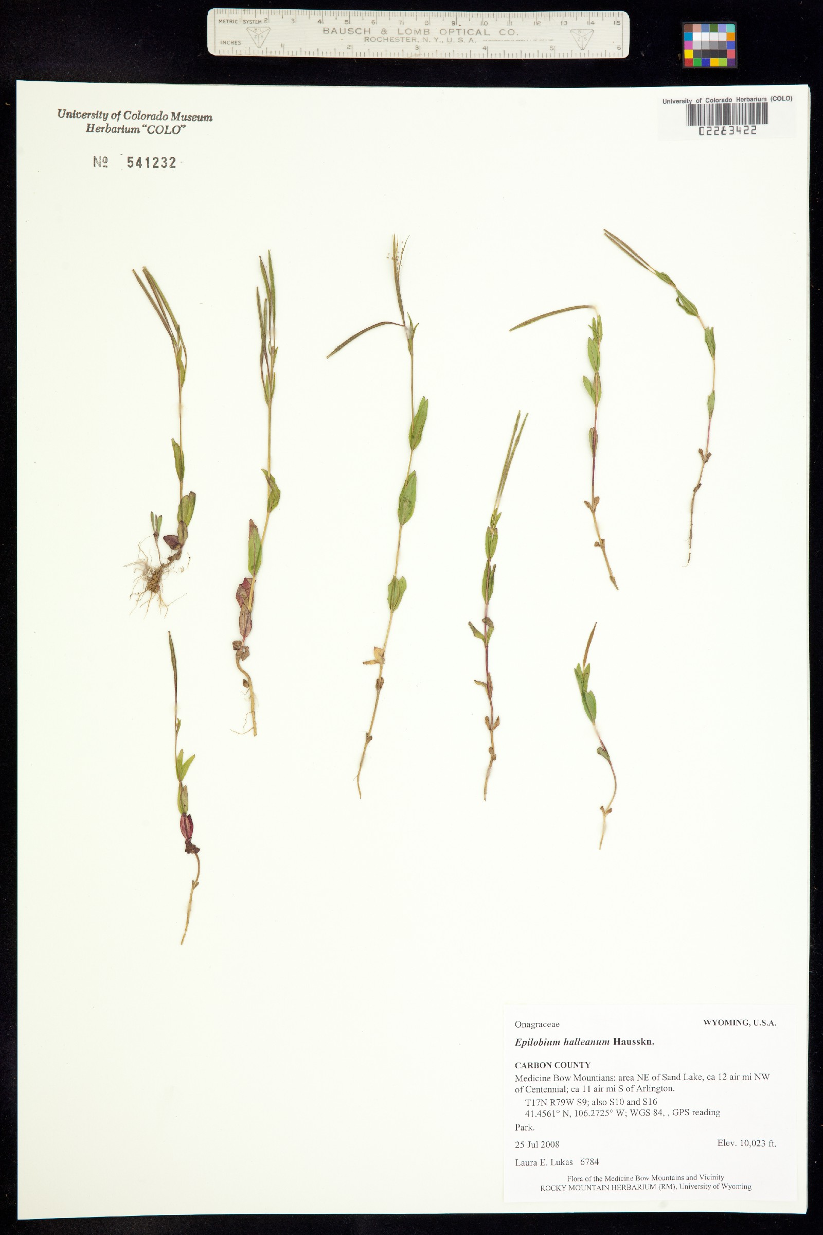 Epilobium halleanum image