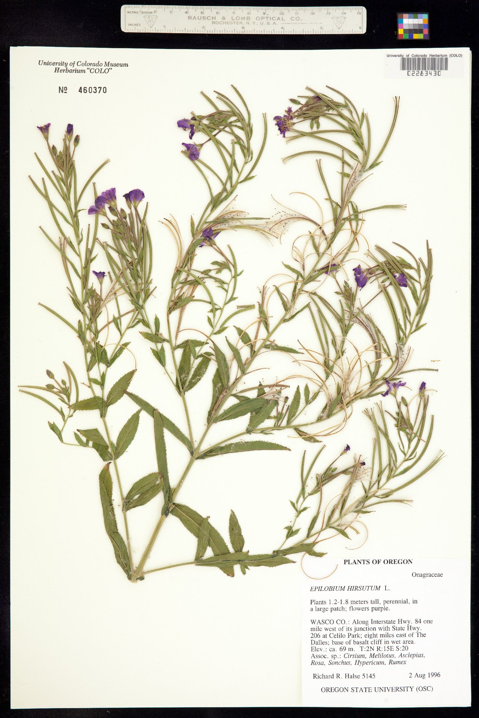 Epilobium hirsutum image