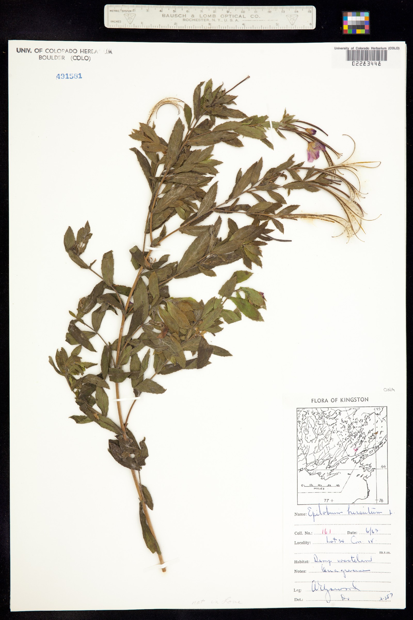 Epilobium hirsutum image