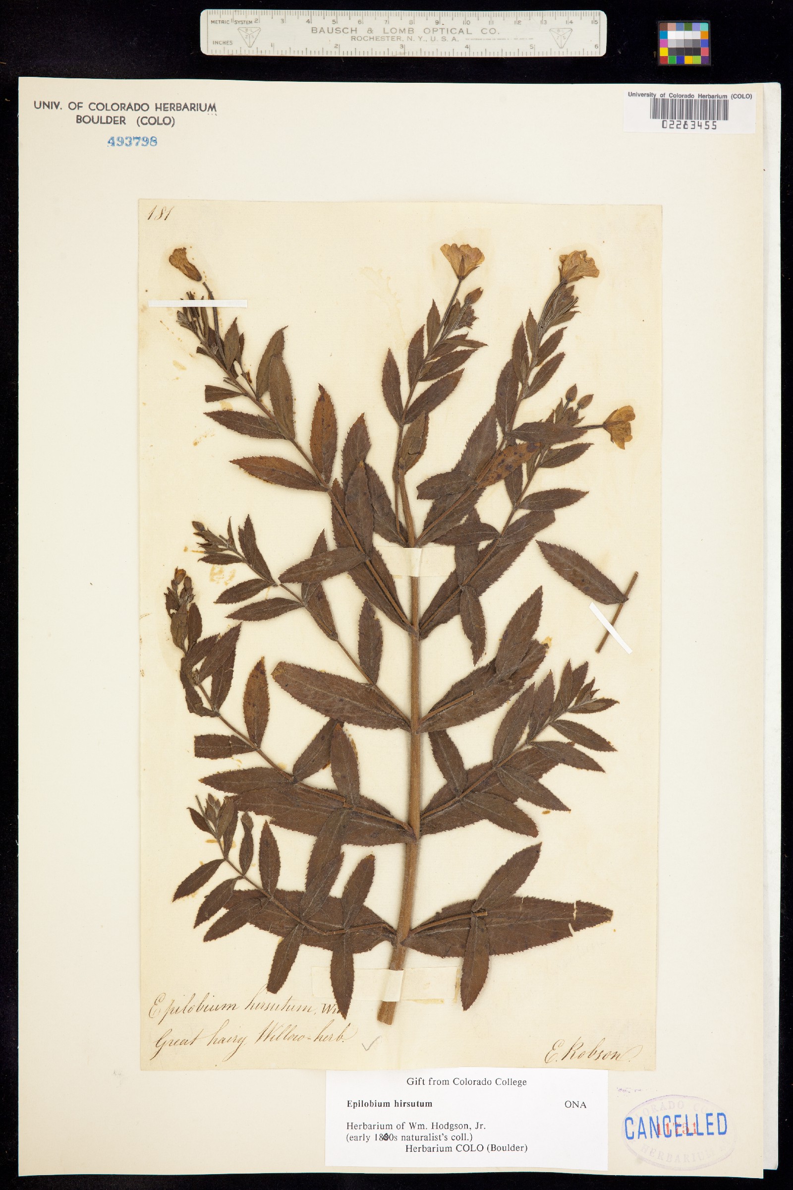 Epilobium hirsutum image