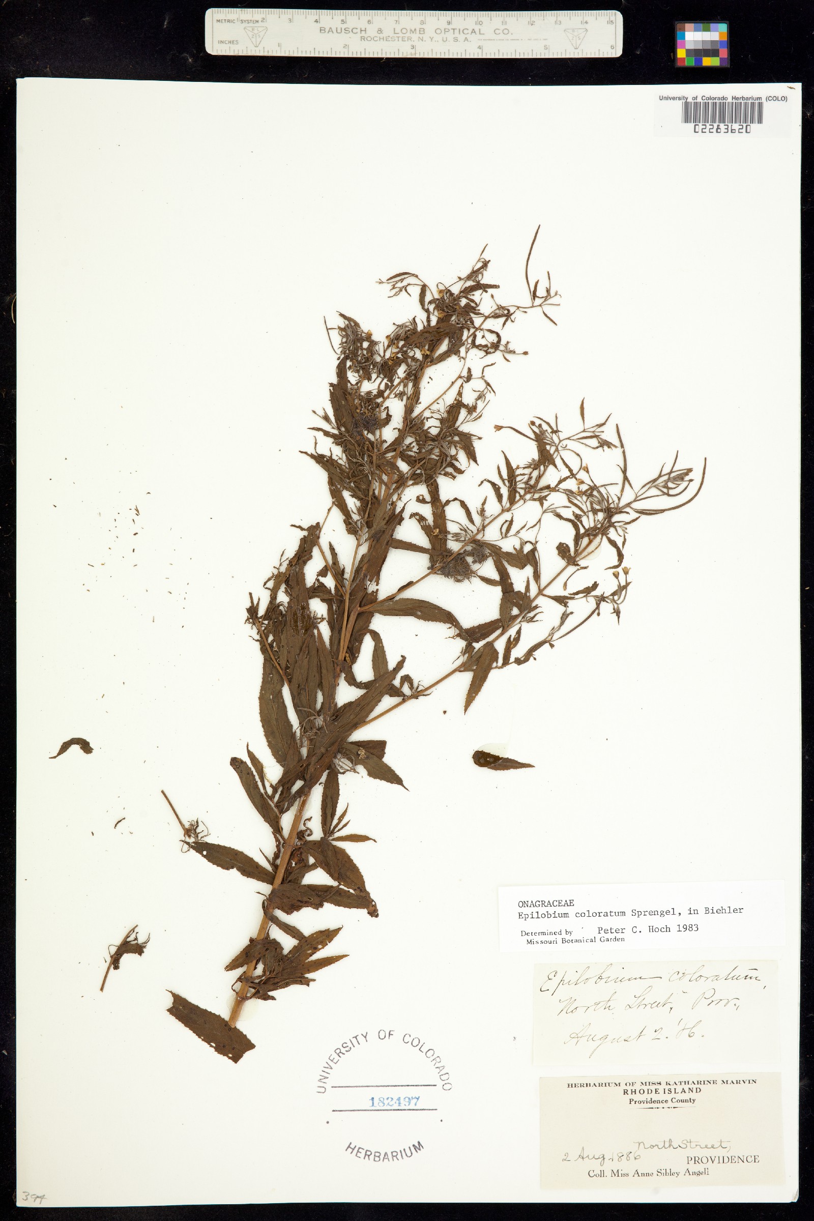 Epilobium coloratum image