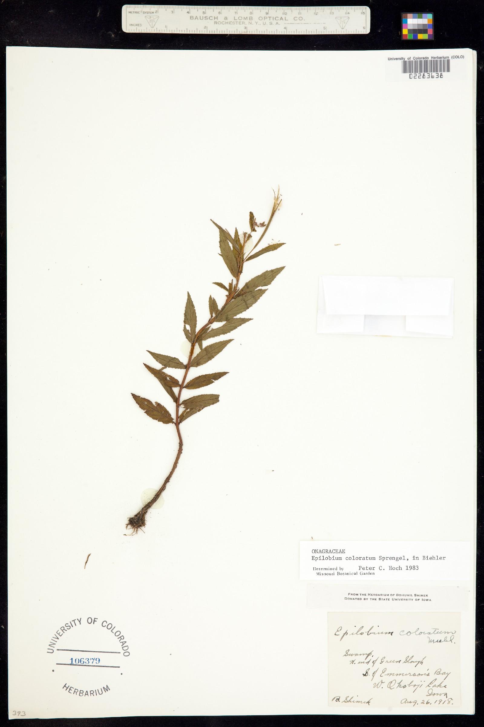 Epilobium coloratum image