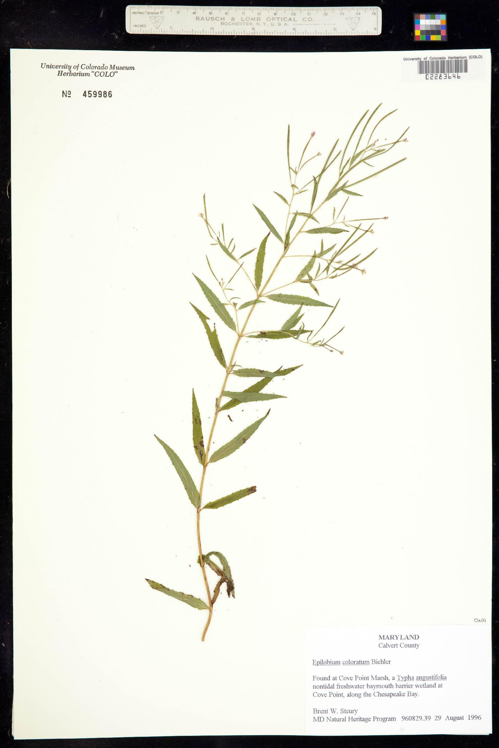 Epilobium coloratum image