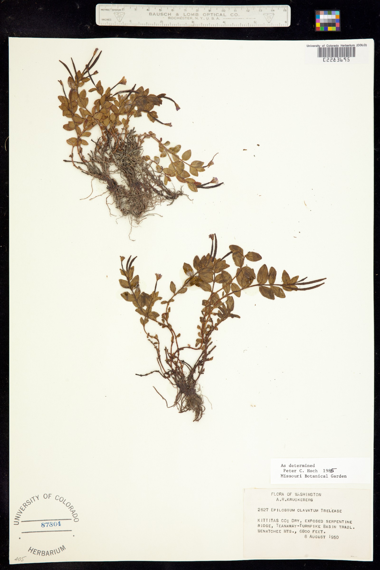 Epilobium clavatum image