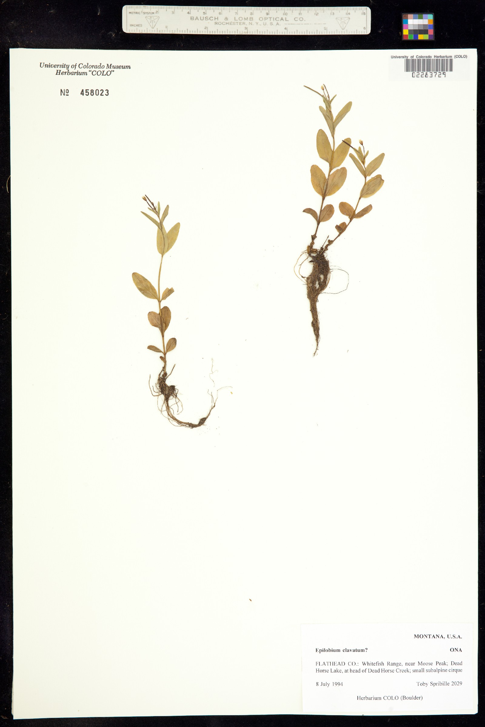 Epilobium clavatum image