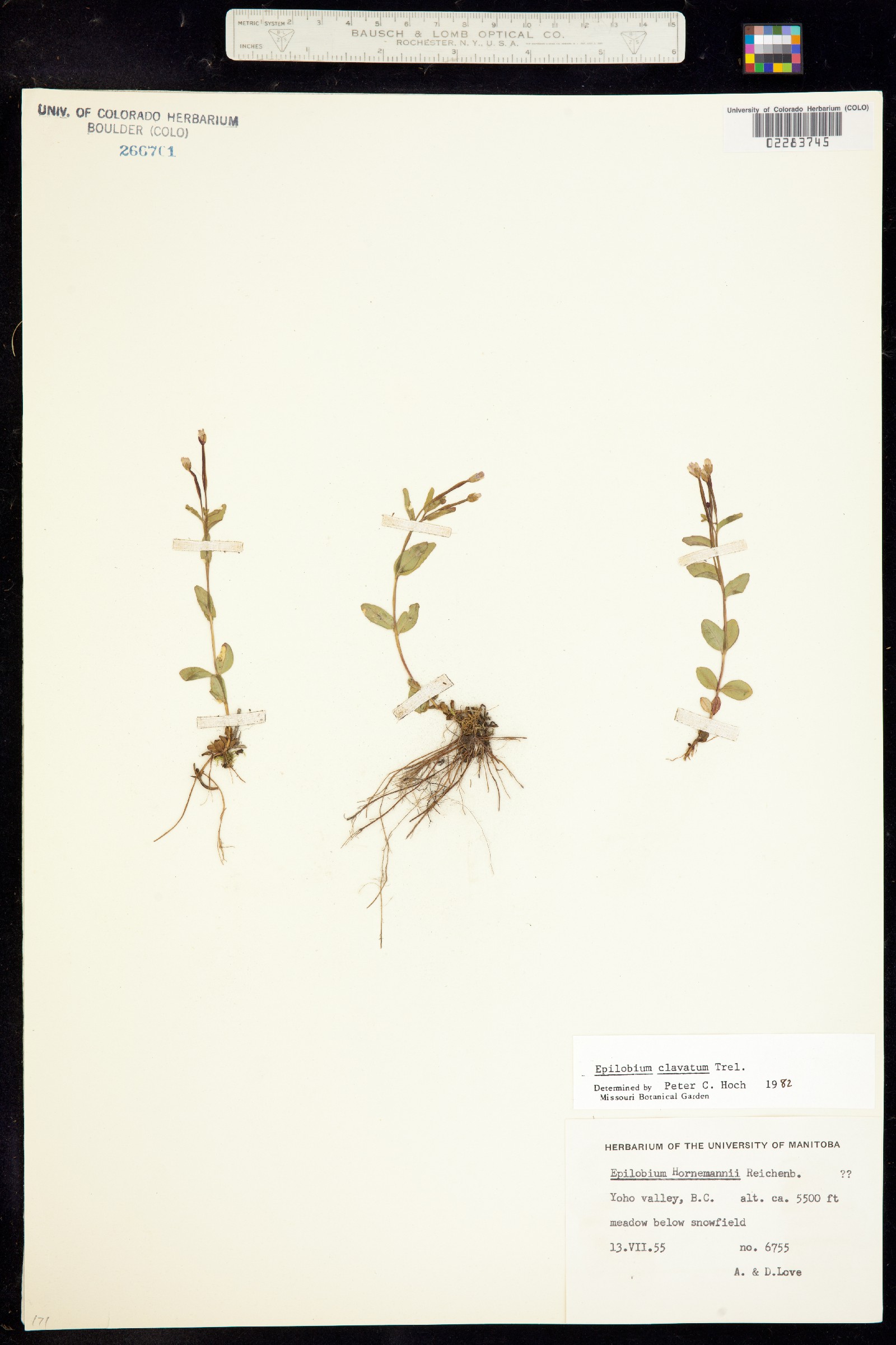 Epilobium clavatum image