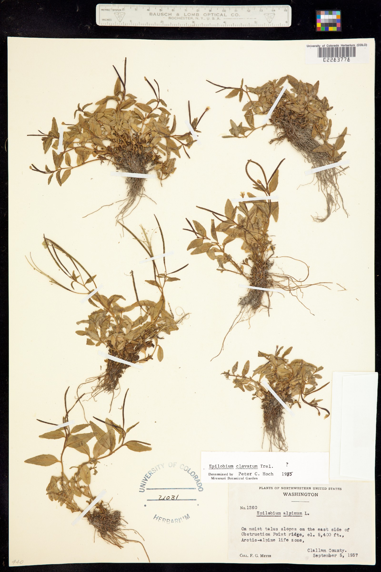 Epilobium clavatum image