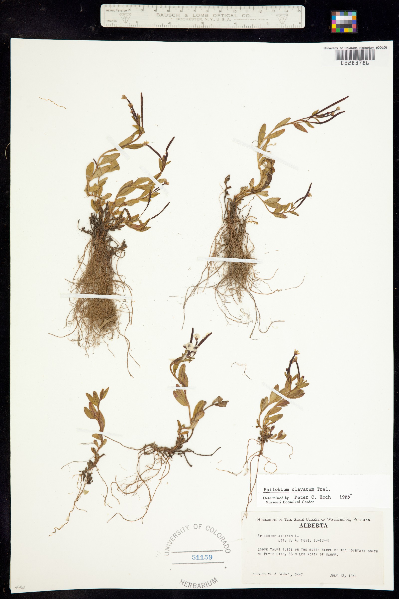 Epilobium clavatum image