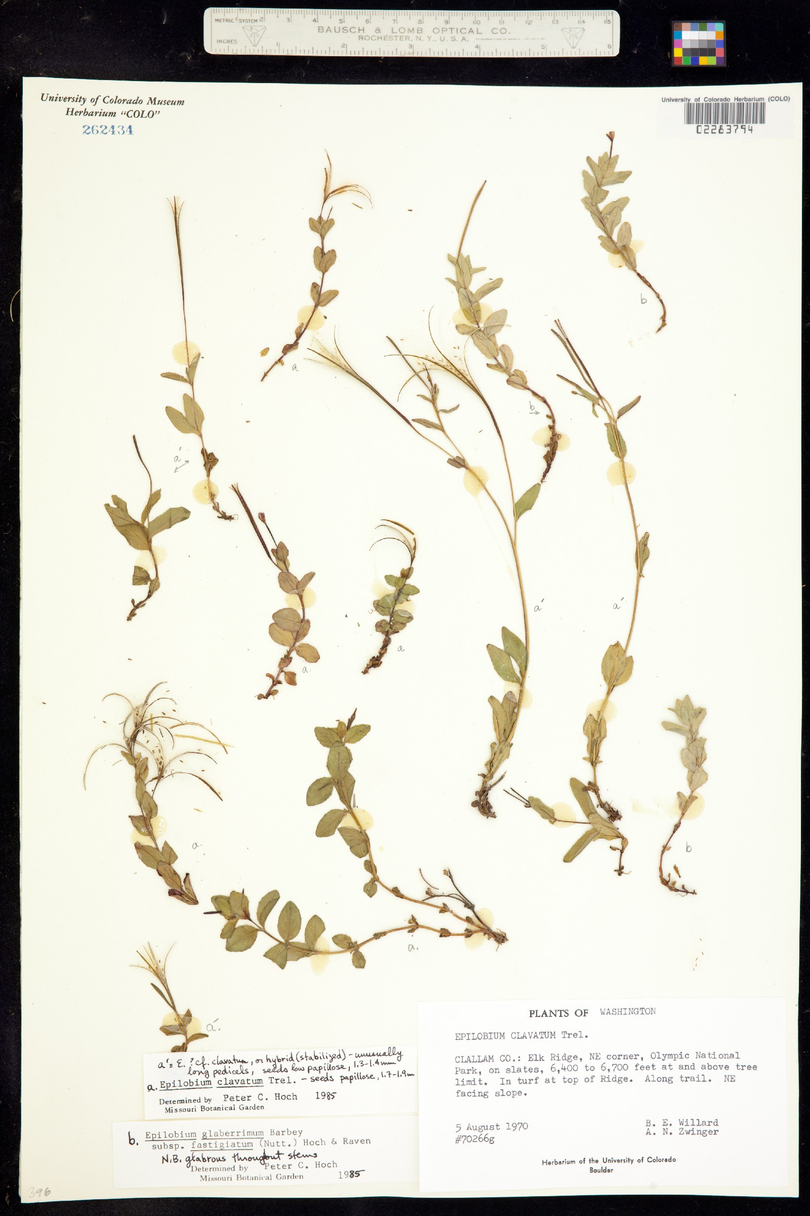 Epilobium image