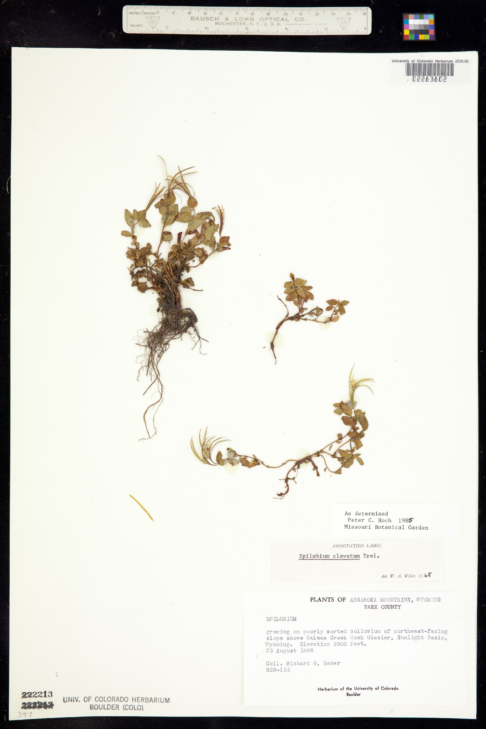 Epilobium clavatum image