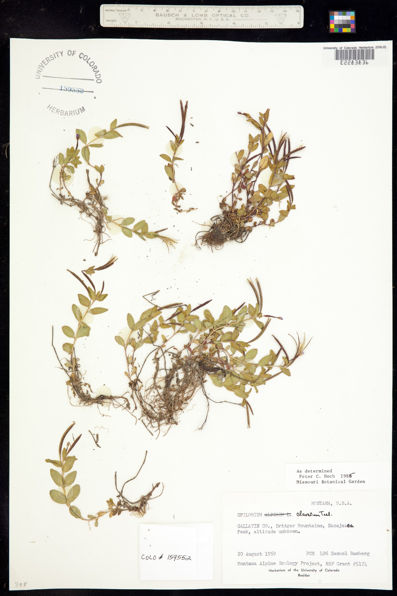 Epilobium clavatum image