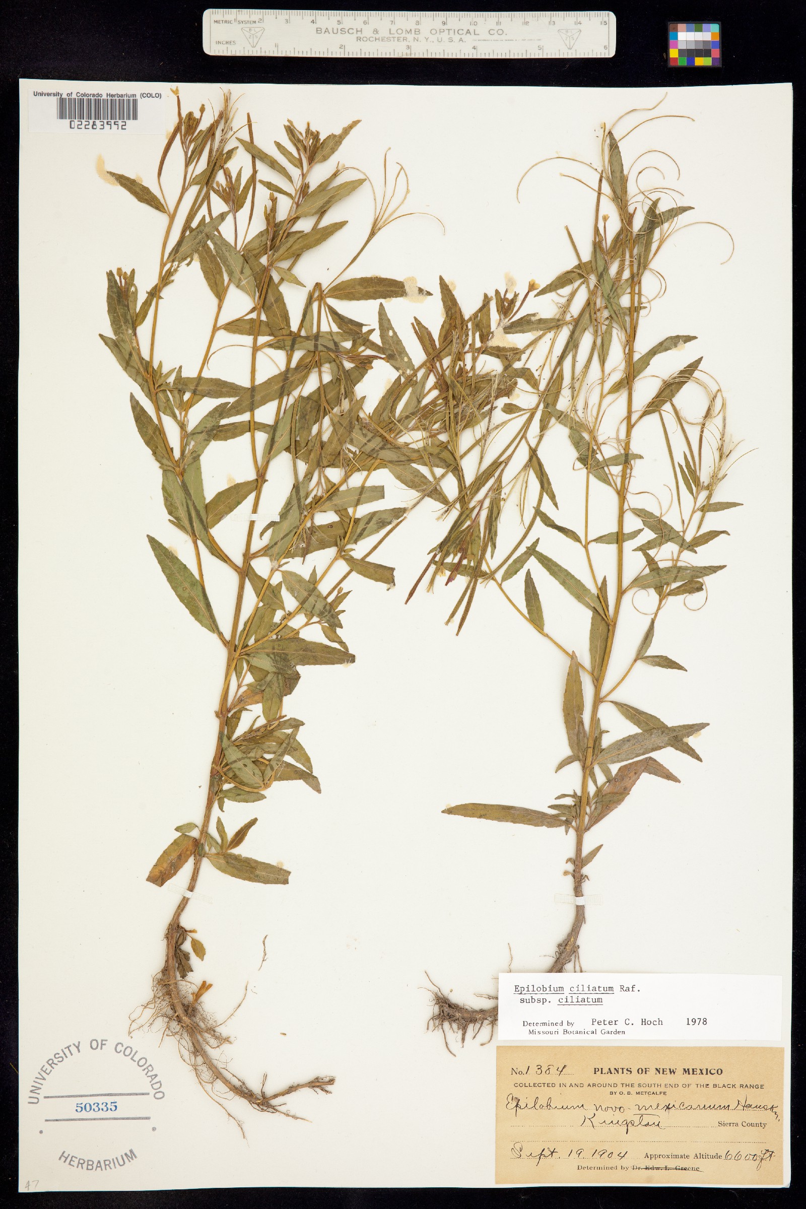 Epilobium ciliatum ssp. ciliatum image