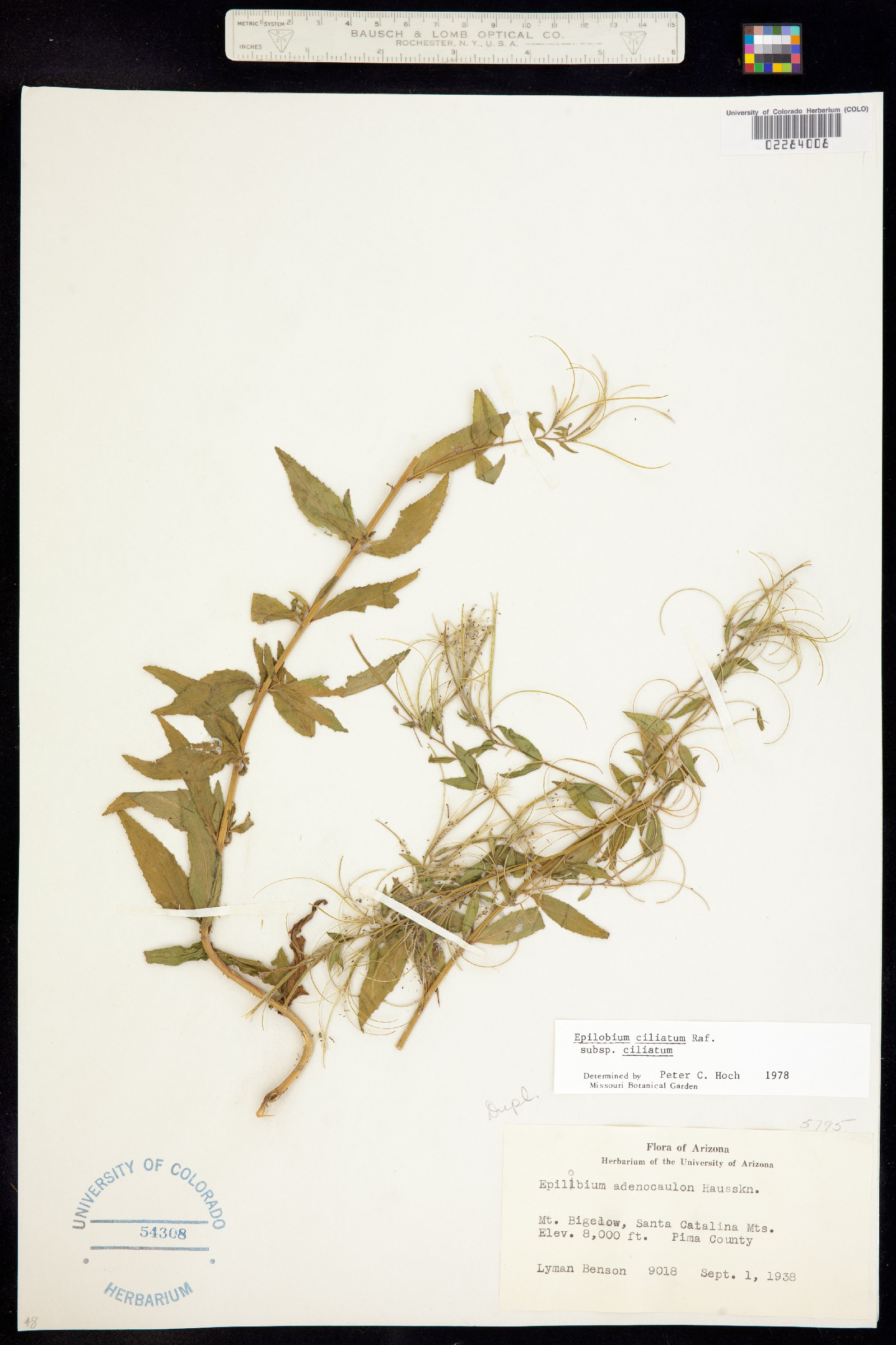 Epilobium ciliatum ssp. ciliatum image