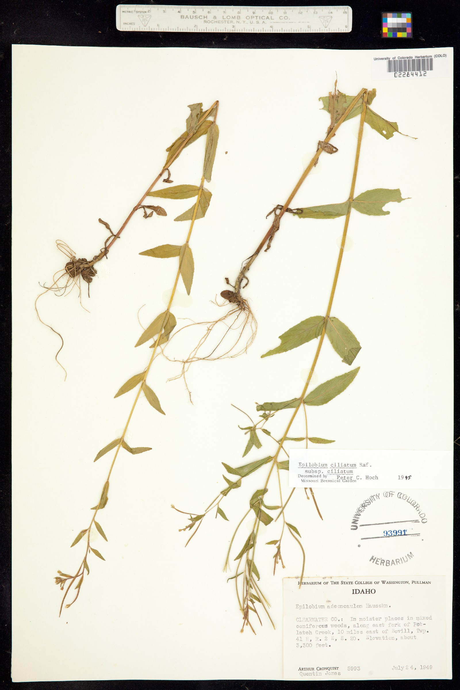 Epilobium image