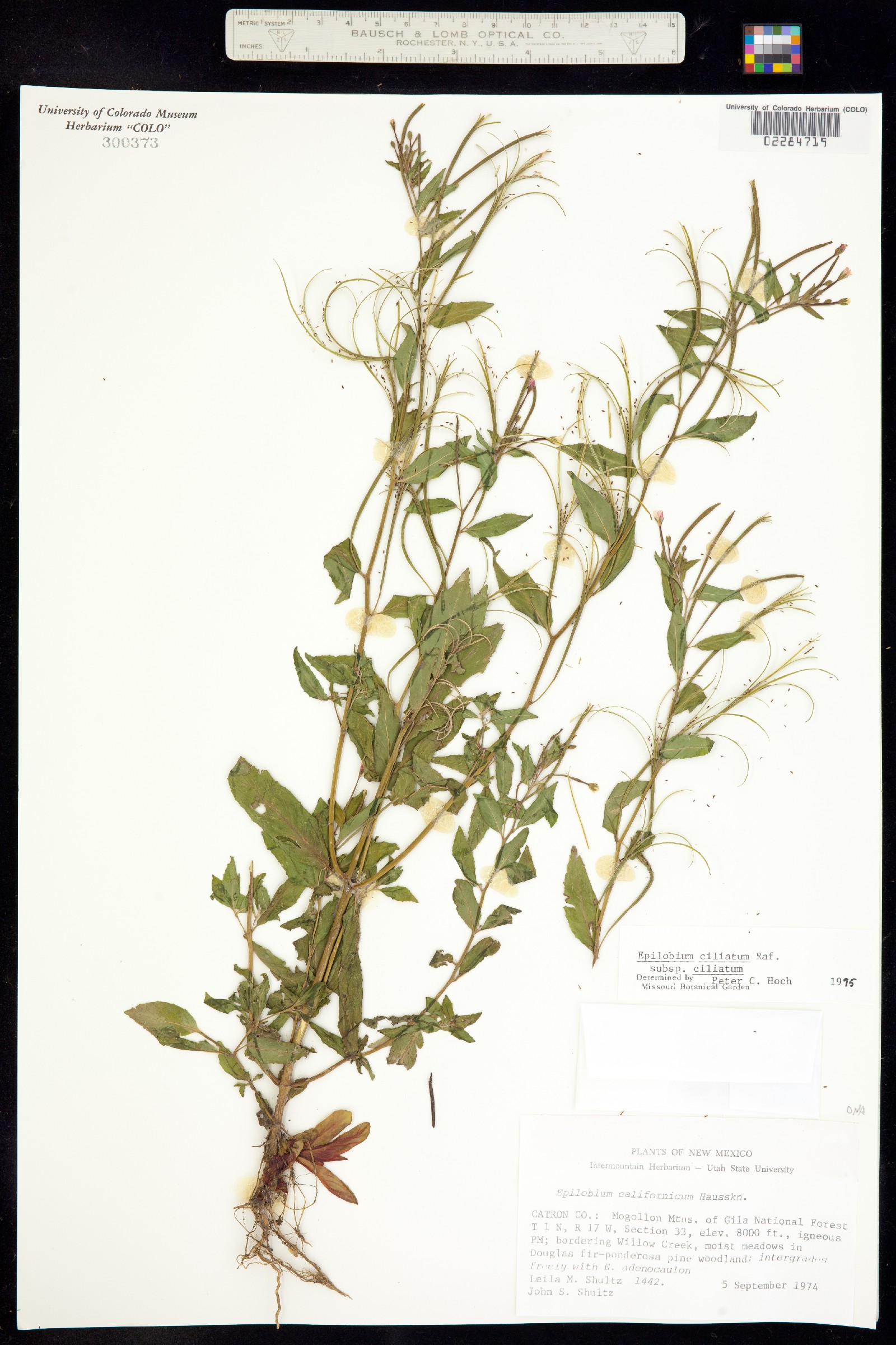 Epilobium ciliatum image