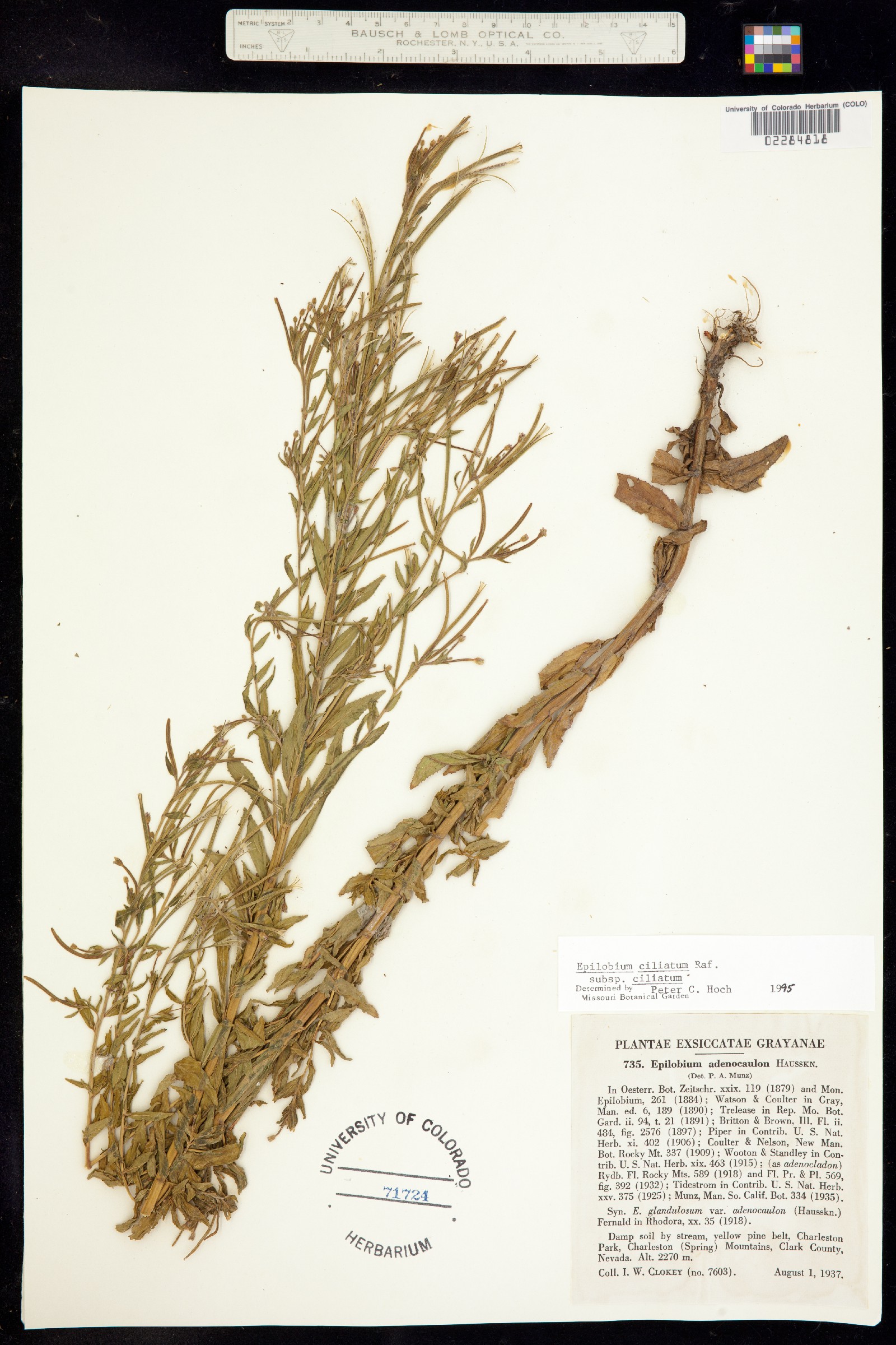 Epilobium image