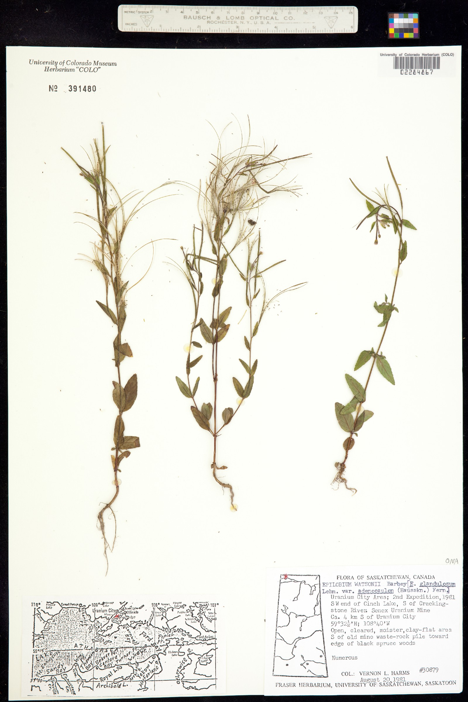 Epilobium ciliatum image