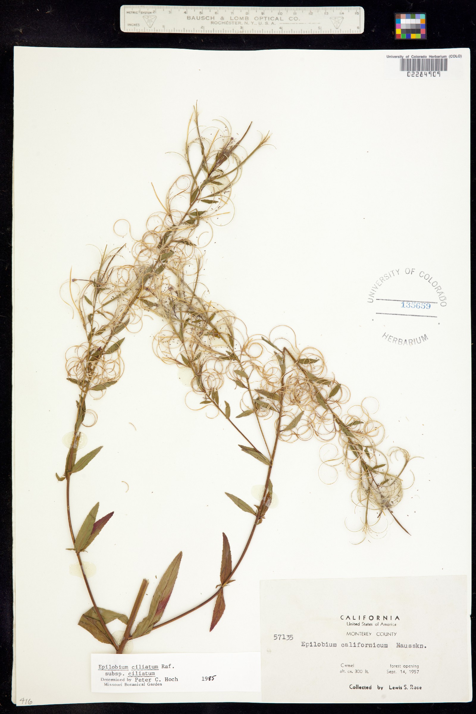 Epilobium ciliatum image