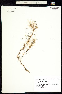 Epilobium ciliatum image