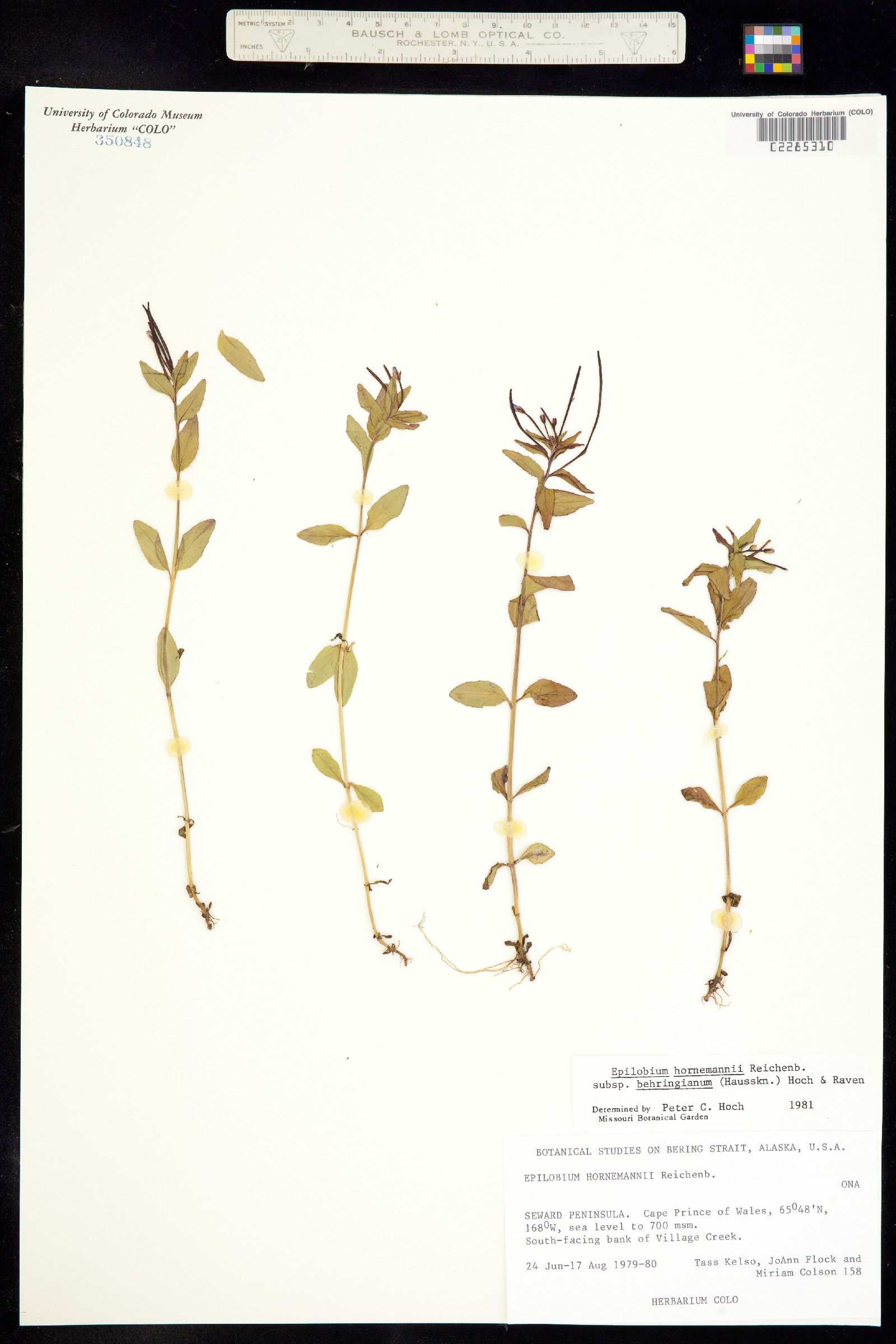 Epilobium hornemannii image
