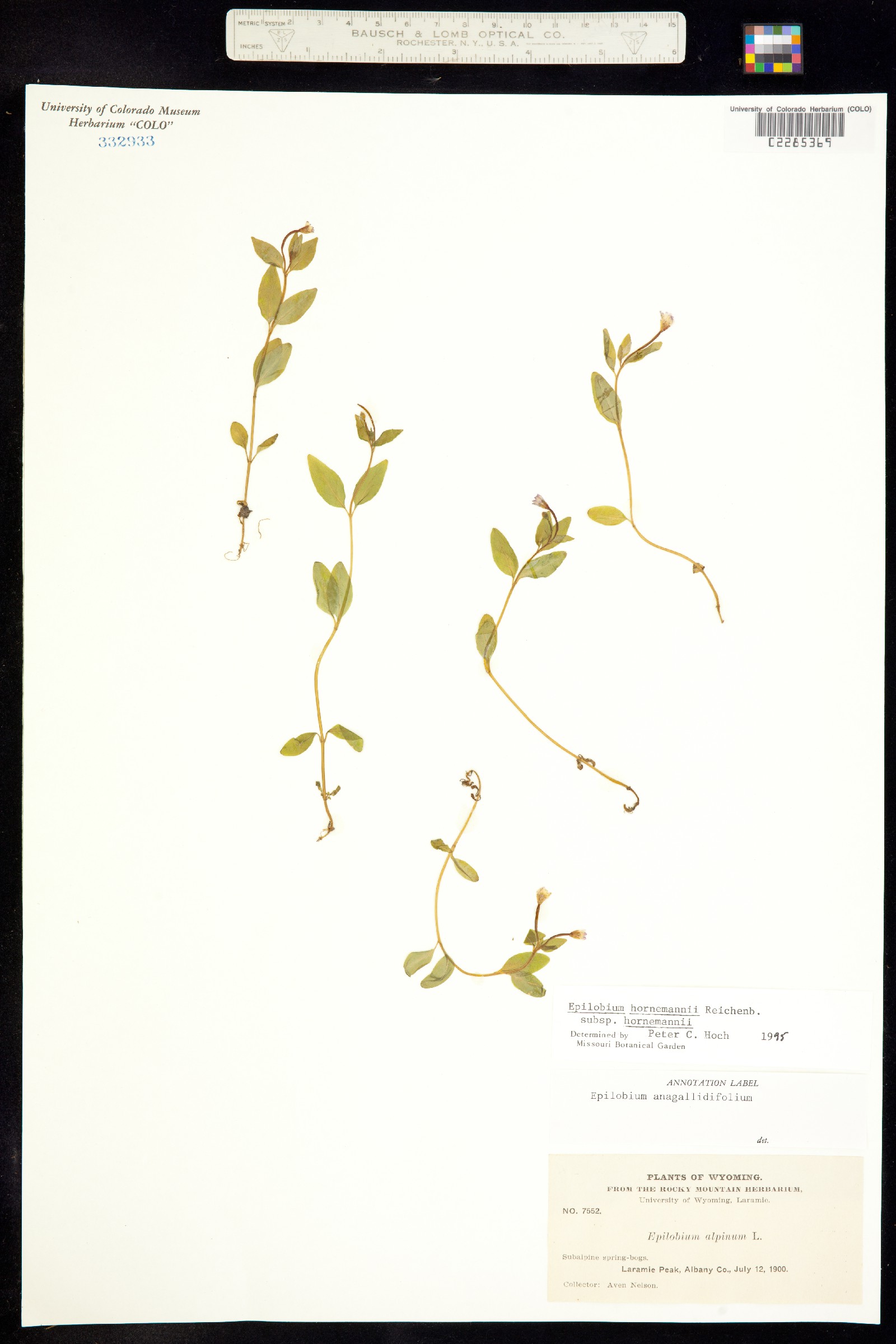 Epilobium hornemannii subsp. hornemannii image